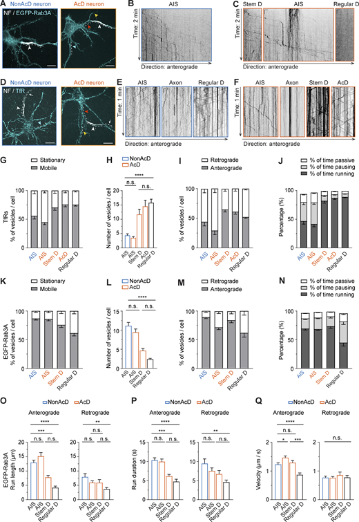 The AIS of AcD neurons serves as an efficient barrier, preventing entry of dendritic cargo into the axon. (A) Representative images of nonAcD (left) and AcD (right) neurons expressing a presynaptic vesicle marker EGFP-Rab3A, the AIS is live-labeled with anti-NF-CF640R (NF). White dashed line indicates the analyzed area; white arrowhead indicates the AIS; red, yellow, and cyan arrowheads indicate the stem dendrite, AcD, and regular dendrite of AcD neuron, respectively. Scale bar is 15 µm. Related to Video 6. (B) Representative kymographs showing trajectories of EGFP-Rab3A vesicles entering the AIS of nonAcD neuron shown in A, corresponding to area indicated by white dashed line. Scale is 10 s (vertical) and 2 µm (horizontal). (C) Representative kymographs showing trajectories of EGFP-Rab3A vesicles moving in the stem dendrite (Stem D), AIS and regular dendrite (Regular D) of the AcD neuron shown in A, corresponding to area indicated by white dashed line. Scale is 10 s (vertical) and 2 µm (horizontal). (D) Representative images of nonAcD (left) and AcD (right) neurons labelled with anti-NF-CF640R (NF) for AIS and Transferrin-Alexa568 for TfRs as dendritic cargo. White dashed line indicates analyzed area; white arrowhead indicates the AIS; cyan arrowhead indicates regular dendrite of nonAcD neuron; yellow and red arrowhead indicates the AcD and stem dendrite of AcD neuron, respectively. Scale bar is 15 µm. Relate to Video 7. (E) Representative kymographs showing trajectories of TfR vesicles entering and moving in the AIS, axon and regular dendrite (Regular D) of nonAcD neuron shown in D, corresponding to the area indicated by white dashed line. Scale is 5 s (vertical) and 2 µm (horizontal). (F) Representative kymographs showing trajectories of TfR vesicles moving in the AIS, axon, stem dendrite (Stem D) and AcD of the AcD neuron shown in D, corresponding to the area indicated by white dashed line. Scale is 5 s (vertical) and 2 µm (horizontal). (G and H) Motility of TfR vesicles in the AIS of nonAcD neuron, the AIS, stem dendrite (Stem D) and AcD of AcD neuron, and the regular dendrite (Regular D) of both nonAcD and AcD neurons. (G) Percentage of mobile and stationary TfR vesicles. (H) Number of mobile TfR vesicles per cell. Mean ± SEM, five independent cultures, AIS (nonAcD) n = 25 cells, AIS (AcD) n = 23 cells, Stem D n = 23 cells, AcD n = 19 cells, Regular D n = 56 cells. (I) Percentage of TfR vesicles running towards anterograde and retrograde directions in the AIS of nonAcD neuron, the AIS, stem dendrite (Stem D) and AcD of AcD neuron, and the regular dendrite (Regular D) of both nonAcD and AcD neurons. Mean ± SEM, five independent cultures, AIS (nonAcD) n = 25 cells, AIS (AcD) n = 23 cells, Stem D n = 23 cells, AcD n = 19 cells, Regular D n = 56 cells. (J) Percentage of time a mobile TfR vesicle is running, pausing or passively moving during anterograde transport. Mean ± SEM, five independent cultures, AIS (nonAcD) n = 25 cells, AIS (AcD) n = 23 cells, Stem D n = 23 cells, AcD n = 19 cells, Regular D n = 56 cells. One-way ANOVA with Tukey’s multiple comparisons test, no significance (n.s.) P > 0.05, **P < 0.01, ***P < 0.001, ****P < 0.0001. (K and L) Motility of EGFP-Rab3A vesicles in the AIS of nonAcD neuron, the AIS and stem dendrite (Stem D) of AcD neuron, and the regular dendrite (Regular D) of both nonAcD and AcD neurons. (K) Percentage of mobile and stationary EGFP-Rab3A vesicles. (L) Number of mobile EGFP-Rab3A vesicles per cell. Mean ± SEM, seven independent cultures, AIS (nonAcD): n = 42 cells, AIS (AcD) n = 42 cells, Stem D: n = 28 cells, Regular D: n = 27 cells. (M) Percentage of EGFP-Rab3A vesicles running towards anterograde and retrograde directions in the AIS of nonAcD neuron, the AIS and stem dendrite (Stem D) of AcD neuron, and the regular dendrite (Regular D) of both nonAcD and AcD neurons. Mean ± SEM, seven independent cultures, AIS (nonAcD): n = 42 cells, AIS (AcD) n = 42 cells, Stem D: n = 28 cells, Regular D: n = 27 cells. (N) Percentage of time a mobile Rab3A vesicle that is running, pausing or passively moving during anterograde transport. Mean ± SEM, seven independent cultures, AIS (nonAcD) n = 42 cells, AIS (AcD) n = 42 cells, Stem D n = 28 cells, Regular D n = 27 cells. (O–Q) Average length (O), duration (P) and velocity (Q) of EGFP-Rab3A vesicles running towards anterograde and retrograde direction within the AIS of nonAcD neuron, the AIS and stem dendrite (Stem D) of AcD neuron, and the regular dendrite (Regular D) of both nonAcD and AcD neurons. Mean ± SEM, seven independent cultures, Anterograde: AIS (nonAcD) n = 42 cells, AIS (AcD) n = 41 cells, Stem D n = 28 cells, Regular D n = 26 cells, Retrograde: AIS (nonAcD) n = 25 cells, AIS (AcD) n = 37 cells, Stem D n = 17 cells, Regular D n = 20 cells. More detailed statistical information see Data S1. Refer to the image caption for details.