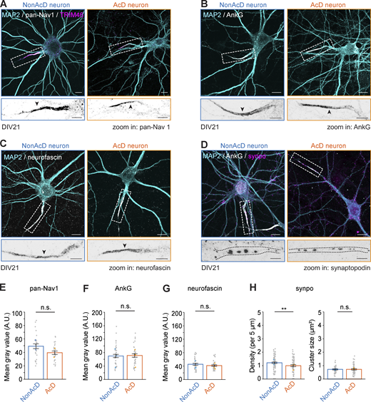 AcD neurons do not differ in pan-Nav1, AnkG, and neurofascin abundancies at the AIS from nonAcD neurons but contain fewer cisternal organelles. (A) Top row: Representative images of DIV21 nonAcD (left) and AcD (right) neuron-labelled with MAP2, AIS-specific MAP TRIM46, and pan-Nav1 for sodium channels. White dashed rectangle indicates the AIS. Scale bar is 10 µm. Bottom row: corresponding zoom-ins to white dashed rectangle in upper row. Scale bar is 5 µm. (B) Top row: Representative images of DIV21 nonAcD (left) and AcD (right) neuron labelled with MAP2 and AIS specific scaffolding protein AnkG. White dashed rectangle indicates the AIS. Scale bar is 10 µm. bottom row: corresponding zoom-ins to white dashed rectangle in Upper row. Scale bar is 5 µm. (C) Top row: Representative images of DIV21 nonAcD (left) and AcD (right) neuron labelled with MAP2 and AIS specific membrane protein neurofascin. White dashed rectangle indicates the AIS. Scale bar is 10 µm. Bottom row: corresponding zoom-ins to white dashed rectangle in Upper row. Scale bar is 5 µm. (D) Top row: Representative images of DIV21 nonAcD (left) and AcD (right) neuron labeled with MAP2, AIS-specific scaffolding protein AnkG, and synaptopodin (synpo) for cisternal organelles. White dashed rectangle indicates the AIS. Scale bar is 10 µm. Bottom row: corresponding zoom-ins to white dashed rectangle in upper row. Scale bar is 5 µm. (E–G) Quantification of fluorescent intensity at the AIS of nonAcD and AcD neurons for sodium channels (E), AnkG (F), and neurofascin (G). Mean ± SEM, three independent cultures for each AIS protein, pan-Nav1: n (nonAcD) = 15 cells, n (AcD) = 19 cells, AnkG: n (nonAcD) = 41 cells, n (AcD) = 38 cells, neurofascin: n (nonAcD) = 32 cells, n (AcD) = 36 cells. Grey dot indicates value of individual cell. Orange and cyan triangle indicate mean of each independent culture. (H) Quantification of synpo cluster density (left) and size (right) at the AIS of nonAcD and AcD neurons. Mean ± SEM, three independent cultures, synpo density: n (nonAcD) = 91 cells, n (AcD) = 67 cells, cluster size: n (nonAcD) = 48 cells, n (AcD) = 54 cells. Grey dot indicates the value of individual cell. Orange and cyan triangles indicate mean of each independent culture. Mann–Whitney test (two-sided): not significant (n.s.) P > 0.05, *P < 0.05, **P < 0.01. More detailed statistical information see Data S1. Refer to the image caption for details.