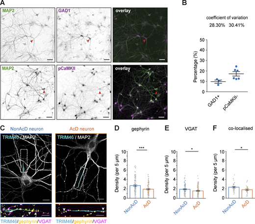 AcD neurons have less inhibitory synapses at the AIS. (A) Representative images of DIV14 hippocampal neurons stained with GAD1 for inhibitory interneurons (top row), and pCaMKII (bottom row) for excitatory neurons. Neuronal morphology is highlighted by MAP2. Red arrowhead indicates GAD1 positive neurons (top row) and pCaMKII negative neurons (bottom row). Scale bar is 50 µm. (B) Quantification of GAD1 positive (GAD1+) and pCaMKII negative (pCaMKII−) neuron percentage in DIV14 dissociated hippocampal cultures. Mean ± SEM, GAD1: n = 3 independent preparations, pCaMKII: n = 6 independent preparations. (C) Top row: Representative images of nonAcD (left) and AcD (right) neurons co-immunostained with markers for pre- and postsynaptic compartments of an inhibitory synapse (VGAT and gephyrin, respectively), for AIS (TRIM46), and for somato-dendritic compartment (MAP2). Scale bar is 10 µm. White dashed rectangle indicates the AIS. Bottom row: corresponding zoom-ins of white dashed rectangular in upper row. Scale bar is 5 µm. White arrowheads indicate co-localized gephyrin and VGAT clusters. Related to Video 10. (D) Number of single gephyrin clusters per 5 μm at the AIS of nonAcD and AcD neurons. Mean ± SEM, seven independent cultures, nonAcD: n = 111 cells, AcD: n = 97 cells. Grey dot indicates the value of individual cell. Orange and cyan triangle indicate mean of each independent culture. (E) Number of single VGAT clusters per 5 μm at the AIS of nonAcD and AcD neurons. Mean ± SEM, seven independent cultures, nonAcD: n = 102 cells, AcD: n = 104 cells. Grey dot indicates value of individual cell. Orange and cyan triangle indicate mean of each independent culture. (F) Number of VGAT clusters co-localize with gephyrin per 5 μm at the AIS of nonAcD and AcD neurons. Mean ± SEM, three independent cultures, nonAcD: n = 34 cells, AcD: n = 32 cells. Grey dot indicates value of individual cell. Orange and cyan triangle indicate mean of each independent culture. Mann–Whitney test: not significant (two-sided): not significant (n.s.) P > 0.05, *P < 0.05, ***P < 0.0001. More detailed statistical information see Data S1.