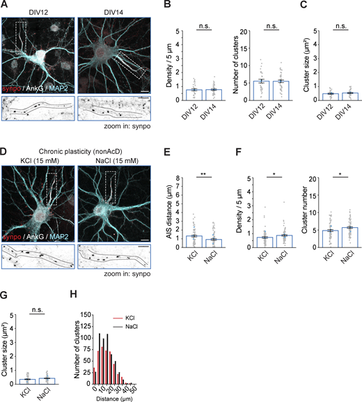 Increased neuronal activity reduces the number of cisternal organelles in the AIS. (A) Representative images of DIV12 and DIV14 neurons labelled with synpo antibodies for cisternal organelle, the AIS (AnkG) and the somato-dendritic compartment (MAP2). Scale bar is 10 µm. Inset: Zoom-ins corresponding to white dashed rectangular. Black dashed lines indicate the edge of AIS. Scale bar is 10 µm. (B) Quantification of synpo cluster density (left) and number (right) at the AIS of DIV12 and DIV14 neurons. Mean ± SEM, two independent cultures, cluster density: n (DIV12) = 29 cells, n (DIV14) n = 41 cells, cluster number: n (DIV12) = 31 cells, n (DIV14) = 42 cells. Grey dot indicates number of individual cells, cyan triangle indicates mean of each experiment. (C) Quantification of synpo cluster size at the AIS of DIV12 and DIV14 neurons. Mean ± SEM, two independent cultures, DIV12: n = 32 cells, DIV14: n = 40 cells. Grey dot indicates number of individual images, cyan triangle indicates mean of each experiment. (D) Representative images of DIV14 neurons labelled with synpo, AnkG and MAP2. Neurons were treated with KCl and NaCl from DIV12 for 48 h to induce chronic plasticity. Scale bar is 10 µm. Inset: Zoom-ins corresponding to white dashed rectangular. Black dashed lines indicate the edge of AIS. Scale bar is 10 µm. (E) AIS distance from the soma in nonAcD neurons upon induction of chronic plasticity. Mean ± SEM, three independent cultures, n (KCl) = 73 cells, n (NaCl) = 79 cells. Grey dot indicates number of individual cells, cyan triangle indicates mean of each experiment. (F) Quantification of synpo cluster density (left) and number (right) at the AIS of DIV14 neurons upon induction of chronic AIS plasticity. Mean ± SEM, three independent cultures, cluster density: n (KCl) = 73 cells, n (NaCl) = 79 cells, cluster number: n (KCl) = 77 cells, n (NaCl) = 84 cells. Grey dot indicates number of individual cells, cyan triangle indicates mean of each experiment. (G) Quantification of synpo cluster size at the AIS of DIV14 neurons upon induction of chronic AIS plasticity. Mean ± SEM, three independent cultures, KCl: n = 73 cells, NaCl: n = 85 cells. Grey dot indicates number of individual cells, cyan triangle indicates mean of each experiment. (H) Distribution of synpo cluster at the AIS of nonAcD neurons upon induction of chronic plasticity. In total three independent cultures, n (KCl) = 420 clusters from 79 cells, n (NaCl) = 501 clusters from 86 cells. Mann–Whitney test (two-sided): not significant (n.s.) P > 0.05, *P < 0.05, **P < 0.001. More detailed statistical information see Data S1. Refer to the image caption for details.