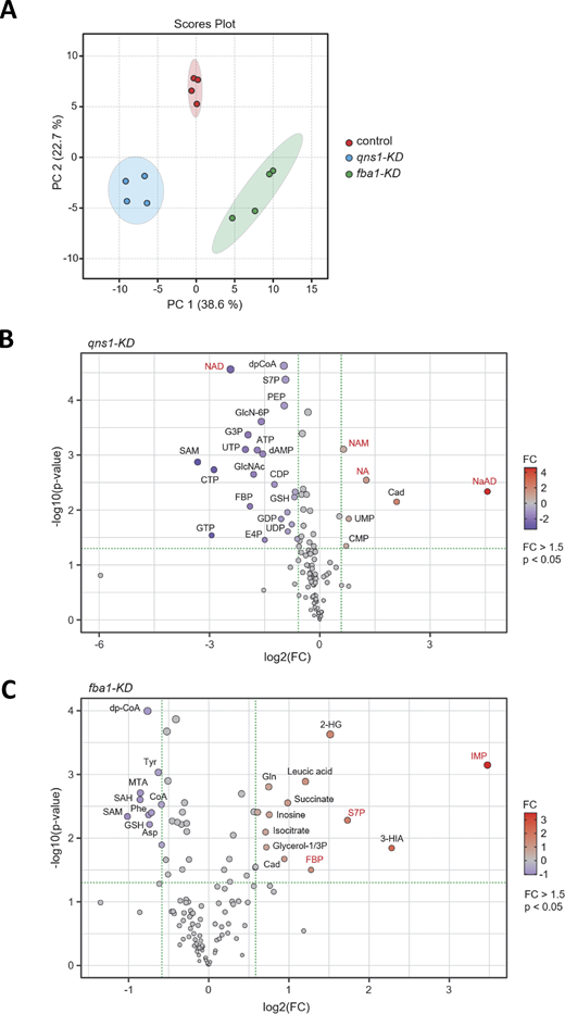Statistical analysis of metabolomic data in knockdown strains. (A) PC (principal component) analysis of metabolites in control and knockdown strains. Ellipses of clusters show 95% confidence regions for each sample group. Control, nonsense control strain with nonsense sgRNA; qns1-KD, qns1+ knockdown strain; fba1-KD, fba1+ knockdown strain. See also Table S4. (B and C) Volcano plots showing P values versus fold change (FC) from metabolomic data of qns1-KD (B) and fba1-KD (C) strains. Metabolites marked in red are shown in Fig. 5. P values were calculated with unpaired, two-tailed Welch’s t tests. qns1-KD, qns1+ knockdown strain; fba1-KD, fba1+ knockdown strain; n, number of biological replicates NaAD, nicotinic acid adenine dinucleotide; NAM, nicotinamide; NA, nicotinic acid; NAD, nicotinamide adenine dinucleotide; Cad, cadaverine; dpCoA, dephospho-CoA; S7P, sedoheptulose-7-phosphate; PEP, phosphoenolpyruvate; G3P, glyceraldehyde-3-phosphate; FBP, fructose-1,6-bisphosphate; E4P, erythrose-4-phosphate; GlcN-6P, glucosamine-6-phosphate; MTA, 5-methylthioadenosine; 2-HG, 2-hydroxyglutarate; 3-HIA, 3-hydroxyisovaleric acid; IMP, inosine monophosphate. Refer to the image caption for details.