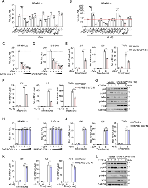 SARS-CoV-2 N protein inhibits NF-κB pathway, unlike SARS-CoV N protein. (A and B) HEK293 cells were transfected with NF-κB-Luc, along with plasmids encoding the indicated Flag-SARS-CoV-2 proteins. At 24 h after transfection, cells were infected with SeV (A) for 10 h or stimulated by IL-1β (B) for 4 h, and luciferase activity was measured. (C and D) HEK293 cells were transfected with NF-κB-luc (C) or IL-8-luc (D), along with increasing amounts of plasmids encoding Flag-SARS-CoV-2 N protein. Cells were infected with SeV for 10 h and assayed for luciferase activity. (E and F) HeLa cells were transfected with the plasmid encoding Flag-SARS-CoV-2 N protein for 24 h, cells were infected with SeV (E) for 8 h or stimulated by IL-1β (F) for 4 h, and total RNA extracted from the cells was evaluated by RT-qPCR. (G) A549 cells were transfected with the plasmid encoding Flag-SARS-CoV-2 N protein at 24 h after transfection; cells were stimulated by TNF-α for 0, 1, 2 h. The lysates were harvested for immunoblot analysis. (H and I) HEK293 cells were transfected with NF-κB-Luc (H) or IL-8-Luc (I), along with increasing amounts of plasmids encoding Flag-SARS-CoV N protein. Cells were infected with SeV for 10 h and assayed for luciferase activity. (J and K) HeLa cells were transfected with the plasmid encoding Flag-SARS-CoV N protein for 24 h, cells were infected with SeV (J) for 8 h or stimulated by IL-1β (K) for 4 h, and total RNA extracted from the cells was evaluated by RT-qPCR. (L) A549 cells were transfected with the plasmid encoding Myc-SARS-CoV N protein, at 24 h after transfection, cells were stimulated by TNF-α for 0, 1, 2 h. The lysates were harvested for immunoblot analysis. Horizontal lines in figures represent the average value of the positive control group. Graphs show mean ± SEM (n = 3 in A–F and H–K) from one representative experiment. *P < 0.05, **P < 0.01, ***P < 0.001, ****P < 0.0001, ns, not significant (unpaired, two-tailed Student’s t test). Data in G and L are done at least twice, and one representative is shown. Data in A–F and H–K are done in at least three independent experiments. Source data are available for this figure: SourceData F1.