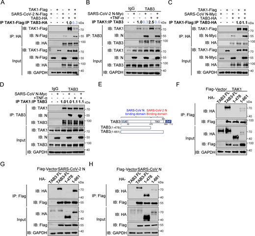 SARS-CoV-2 N protein inhibits the binding between TAK1 and TAB3, unlike SARS-CoV N protein. (A) HEK293T cells were transfected with Flag-TAK1, Flag-SARS-CoV-2 N, Flag-empty vector, HA-TAB3, and HA-empty vector. Lysates were collected for immunoprecipitation (IP) (anti-HA) and immunoblot (IB) analysis. The ratio of the gray value between IP TAK1-Flag and IP TAB3-HA was determined. (B) HEK293T cells were transfected with Myc-empty vector or Myc-SARS-CoV-2 N for 48 h, followed by TNF-α treatment for 4 h. Lysates were subjected to immunoprecipitation (anti-TAB3) and immunoblot analysis. The ratio of the gray value between IP TAK1 and IP TAB3 was determined. (C) HEK293T cells were transfected with Flag-TAK1, Flag-empty vector, Myc-SARS-CoV N, Myc-empty vector, HA-TAB3, and HA-empty vector. Lysates were collected for immunoprecipitation (anti-HA) and immunoblot analysis. The ratio of the gray value between IP TAK1-Flag and IP TAB3-HA was determined. (D) HEK293T cells were transfected with Myc-empty vector or Myc-SARS-CoV N for 48 h, followed by TNF-α treatment for 4 h. Lysates were subjected to immunoprecipitation (anti-TAB3) and immunoblot analysis. The ratio of the gray value between IP TAK1 and IP TAB3 was determined. (E) Domain organization of TAB3 and its truncated mutants. CUE, Ubiquitin binding domain; TBD, TAK1 binding domain; NZF, NLP4-like zinc finger domain. (F–H) HEK293T cells were transfected Flag-empty vector, Flag-TAK1 (F), Flag-SARS-CoV-2 N (G), or Flag-SARS-CoV N (H) along with HA-TAB3 full-length (FL), HA-TAB2 (1–478aa), and HA-TAB2 (1–661aa). Lysates were subjected to immunoprecipitation (anti-Flag) and immunoblot analysis. Data are done at least twice, and one representative is shown. Source data are available for this figure: SourceData F5.