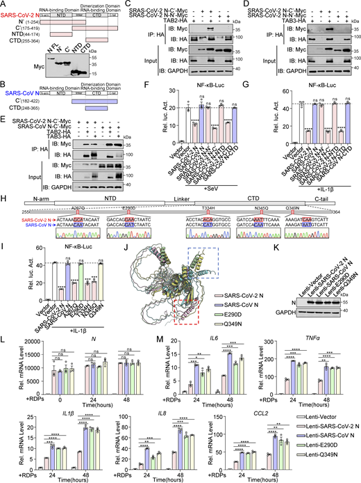 Glu-290 and Gln-349 in the CTD of the SARS-CoV-2 N protein are crucial for inhibiting the NF-κB pathway. (A) Domain organization of SARS-CoV-2 N and its truncated mutants. HEK293T cells were transfected with Myc-N full-length (FL), Myc-N′, Myc-C′, Myc-NTD, and Myc-CTD. Lysates were collected for immunoblot analysis. (B) Domain organization of SARS-CoV N and its truncated mutants. (C and D) HEK293T cells were transfected with Myc-SARS-CoV-2 N-C′, Myc-SARS-CoV-2 N-N′, Myc-empty vector, HA-empty vector, HA-TAB2 (C), or HA-TAB3 (D). Lysates were collected for immunoprecipitation (IP) (anti-HA) and immunoblot (IB) analysis. (E) HEK293T cells were transfected with Myc-SARS-CoV-2 N-C′, Myc-SARS-CoV N-C′, Myc-empty vector, HA-TAB2, HA-TAB3, and HA-empty vector. Lysates were collected for immunoprecipitation (anti-HA) and immunoblot analysis. (F and G) HEK293 cells were transfected with NF-κB-Luc, along with plasmids encoding Myc-SARS-CoV-2 N full-length (FL), Myc-SARS-CoV N FL, Myc-SARS-CoV-2 N-N′, Myc-SARS-CoV-2 N-C′, Myc-SARS-CoV-2 N-NTD, Myc-SARS-CoV-2 N-CTD, or Myc-SARS-CoV N-CTD. At 24 h after transfection, cells were infected with SeV for 10 h (F) or IL-1β for 4 h (G), and luciferase activity was measured. (H) Domain organization of SARS-CoV-2 N and its amino acid point mutations. (I) HEK293 cells were transfected with NF-κB-Luc, along with plasmids encoding Myc-SARS-CoV-2 N wild type (WT), Myc-SARS-CoV N WT, or SARS-CoV-2 N single-point mutants (Myc-A267Q, Myc-E290D, Myc-T334H, Myc-N345Q, and Myc-Q349N). At 24 h after transfection, cells were stimulated by IL-1β for 4 h, and luciferase activity was measured. (J) The structure of N (SARS-CoV N, SARS-CoV-2 N, and SARS-CoV-2 N mutations) was predicted by Alphafold3. Blue box, SARS-CoV N and SARS-CoV-2 N mutations CTD terminal common structure; red box, SARS-CoV-2 CTD terminal structure. (K) Caco-2 cells stably expressing SARS-CoV-2 N, SARS-CoV N, or SARS-CoV-2 N mutations (E290D and Q349N) via lentiviral transduction were lysed for immunoblot analysis. (L and M) Caco-2 cells stably expressing SARS-CoV-2 N, SARS-CoV N, or SARS-CoV-2 N mutations (E290D and Q349N) were infected with RDPs for 24 or 48 h. Total RNA extracted from the cells was evaluated by RT-qPCR. Horizontal lines in figures represent the average value of the positive control group. Graphs show mean ± SEM (n = 3 in F, G, I, L, and M) from one representative experiment. *P < 0.05, **P < 0.01, ***P < 0.001, ****P < 0.0001, ns, not significant (unpaired, two-tailed Student’s t test). Data in C–E and K are done at least twice, and one representative is shown. Data in F, G, I, L, and M are done in at least three independent experiments. Source data are available for this figure: SourceData F6. Refer to the image caption for details.