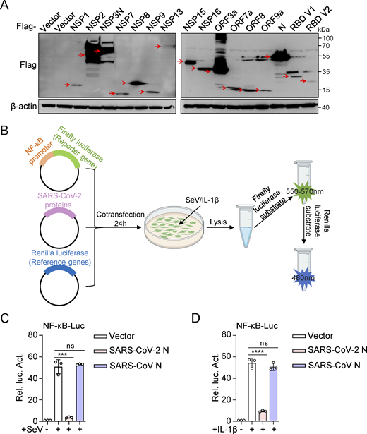 SARS-CoV-2 N protein inhibits SeV and IL-1β–mediated NF-κB promoter’s activation. (A) HEK293 cells were transfected with plasmids expressing the indicated SARS-CoV-2 proteins. At 48 h after transfection, lysates were subjected to immunoblot analysis. (B) Dual luciferase reporter system screened SARS-CoV-2 proteins that interfered with the activation of the NF-κB pathway. (C and D) HEK293 cells were transfected with NF-κB-Luc, along with plasmids encoding Flag-SARS-CoV-2 N protein or Flag-SARS-CoV N protein. At 24 h after transfection, cells were stimulated by SeV for 10 h (C) or IL-1β for 4 h (D), and luciferase activity was measured. Graphs show mean ± SEM (n = 3 in C and D). ***P < 0.001, ****P < 0.0001, ns, not significant (unpaired, two-tailed Student’s t test). Data in A are expressed at least twice in independent experiments, and one representative is shown. Data in C and D are expressed in at least three independent experiments. Source data are available for this figure: SourceData FS1. Refer to the image caption for details.
