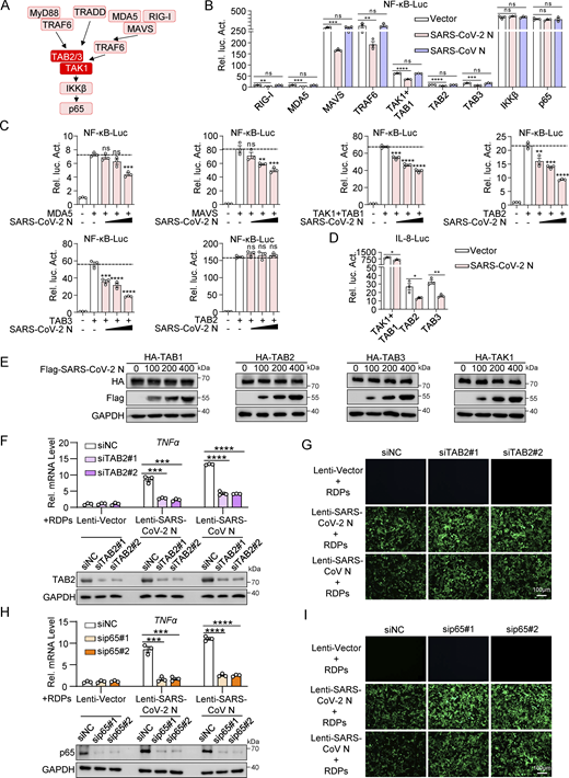 SARS-CoV-2 N protein inhibits the activation of NF-κB promoter by TAK1-TAB1/2/3 complex. (A) Schematic diagram of the NF-κB pathway. (B) HEK293 cells were transfected with NF-κB-luc, Flag-empty vector, Flag-SARS-CoV-2 N protein, or Flag-SARS-CoV N protein together with plasmids encoding Flag-RIG-I, Flag-MDA5, Flag-MAVS, Flag-TRAF6, Flag-TAK1, Flag-TAB1, Flag-TAB2, Flag-TAB3, Flag-IKKβ, and Flag-p65. Lysates were collected at 24 h after transfection and luciferase activities were tested. (C) HEK293 cells were transfected with NF-κB-luc, Flag-empty vector, and the increasing amount of Flag-SARS-CoV-2 N protein together with plasmids encoding Flag-MDA5, Flag-MAVS, Flag-TAK1, Flag-TAB1, Flag-TAB2, Flag-TAB3, and Flag-IKKβ. Lysates were collected at 24 h after transfection and luciferase activities were tested. (D) HEK293 cells were transfected with IL-8-luc, Flag-empty vector, and Flag-SARS-CoV-2 N protein together with plasmids encoding Flag-TAK1, Flag-TAB1, Flag-TAB2, and Flag-TAB3. Lysates were collected at 24 h after transfection and luciferase activities were tested. (E) HEK293T cells were transfected with increasing amounts of Flag-SARS-CoV-2 N protein together with HA-TAK1/TAB1/TAB2/TAB3. Lysates were subjected to immunoblot analysis. (F–I) Caco-2 cells stably expressing either SARS-CoV-2 or SARS-CoV N proteins were transfected with siRNA targeting TAB2, p65, or negative control siRNA (siNC). 48 h after transfection, the cells were infected with RDPs for another 48 h. RNA was extracted from the cells for RT-qPCR analysis and lysates were subjected to immunoblot analysis (F and H), or GFP expression was analyzed by microscopy (G and I). Horizontal lines in figures represent the average value of the positive control group. Graphs show mean ± SEM (n = 3 in B–D, F, and H). *P < 0.05, **P < 0.01, ***P < 0.001, ****P < 0.0001, ns, not significant (unpaired, two-tailed Student’s t test). Data in E–I are expressed at least twice in independent experiments, and one representative is shown. Data in B–D are expressed in at least three independent experiments. Source data are available for this figure: SourceData FS3.