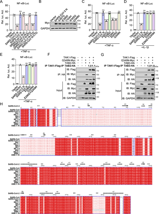 Glu-290 and Gln-349 in the CTD of SARS-CoV-2 N protein are key sites for inhibiting NF-κB pathway. (A) HEK293 cells were transfected with NF-κB-luc, along with plasmids encoding Myc-SARS-CoV-2 N full-length (FL), Myc-SARS-CoV N FL, Myc-SARS-CoV-2 N-N′, Myc-SARS-CoV-2 N-C′, Myc-SARS-CoV-2 N-NTD, Myc-SARS-CoV-2 N-CTD, or Myc-SARS-CoV N-CTD. At 24 h after transfection, cells were stimulated by TNF-α for 4 h, and luciferase activity was measured. (B) HEK293T cells were transfected with Myc-SARS-CoV-2 N wild type (WT) or single-point mutants (Myc-A267Q, Myc-E290D, Myc-T334H, Myc-N345Q, and Myc-Q349N). Lysates were collected for immunoblotting. (C) HEK293 cells were transfected with NF-κB-luc, along with plasmids encoding Myc-SARS-CoV-2 N WT, Myc-SARS-CoV N WT, or SARS-CoV-2 N single-point mutants (Myc-A267Q, Myc-E290D, Myc-T334H, Myc-N345Q, and Myc-Q349N). At 24 h after transfection, cells were stimulated by TNF-α for 4 h, and luciferase activity was measured. (D and E) HEK293 cells were transfected with NF-κB-luc, along with plasmids encoding Myc-SARS-CoV-2 N WT, Myc-SARS-CoV N WT, SARS-CoV-2 N single-point mutants (Myc-E290D or Myc-Q349N), or SARS-CoV-2 N double-point mutant (Myc-E290D+Q349N). At 24 h after transfection, cells were stimulated by IL-1β (D) or TNF-α (E) for 4 h, and luciferase activity was measured. (F and G) HEK293T cells were transfected with Flag-TAK1, Flag-empty vector, Myc-Q349N, Myc-empty vector, HA-empty vector, HA-TAB2 (F), or HA-TAB3 (G). Lysates were collected for immunoprecipitation (IP) (anti-HA) and immunoblotting (IB). The ratio of the gray value between IP TAK1-Flag and IP TAB2-HA or IP TAB3-HA was determined. (H) N protein sequence comparison between SARS-CoV-2, SARS-CoV, BA.1, BA.1.1, BA.2, BF.7, BF7.4, BQ.1, BQ.1.1, XBB.1, and XBB.1.16. The full-length N protein sequences of SARS-CoV-2 (YP_009724397.2), SARS-CoV (YP_009825061.1), BA.1 (EPI_ISL_10543999), BA.1.1 (EPI_ISL_10065996), BA.2 (EPI_ISL_10746692), BF.7 (EPI_ISL_16536280), BF7.4 (EPI_ISL_15800501), BQ.1 (EPI_ISL_16536390), BQ.1.1 (EPI_ISL_16549162), XBB.1 (EPI_ISL_16385568), and XBB.1.16 (EPI_ISL_17233345) were aligned using MUSCLE. The aligned sequences were further confirmed using a similarity plot implemented in Simplot 3.5.1. Horizontal lines in figures represent the average value of the positive control group. Graphs show mean ± SEM (n = 3 in A and C–E). ***P < 0.001, ****P < 0.0001, ns, not significant (unpaired, two-tailed Student’s t test). Data in B, F, and G are expressed at least twice in independent experiments, and one representative is shown. Data in A and C–E are expressed in at least three independent experiments. Source data are available for this figure: SourceData FS4. Refer to the image caption for details.