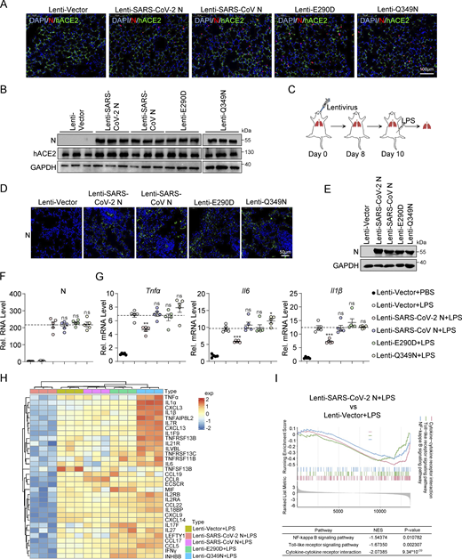 SARS-CoV-2 N protein suppresses LPS-induced pulmonary inflammation in mice. (A) The lungs of K18-hACE2 KI mice infected with lentivirus expressing SARS-CoV-2 N, SARS-CoV N, E290D, or Q349N. Nuclear markers DAPI (blue), SARS-CoV-2 N, SARS-CoV N, E290D, and Q349N (red), and hACE2 (green) were visualized by microscopy. Scale bars, 100 μm. (B) K18-hACE2 KI mice were infected with lentivirus expressing SARS-CoV-2 N WT, SARS-CoV N WT, E290D, or Q349N. Lung lysates were collected for immunoblotting, n = 3. (C) Establishment of lung models of K18-hACE2 KI mice infected with lentivirus expressing SARS-CoV-2 N, SARS-CoV N, E290D, or Q349N, and activation of the NF-κB pathway by LPS. (D) The lungs of K18-hACE2 KI mice were infected with lentivirus expressing SARS-CoV-2 N, SARS-CoV N, E290D, or Q349N. SARS-CoV-2 N, SARS-CoV N, E290D, and Q349N (green) were visualized by microscopy. Scale bars, 50 μm. (E) K18-hACE2 KI mice were infected with lentivirus expressing SARS-CoV-2 N WT, SARS-CoV N WT, E290D, or Q349N, and lung lysates were collected for immunoblotting. (F and G) Levels of N (F), Tnfα, Il6, and Il1β (G) were measured by RT-qPCR in the lungs of mice infected with either empty lentivirus or lentivirus expressing SARS-CoV-2 N, SARS-CoV N, E290D, or Q349N. LPS activated inflammatory pathways, PBS as control, n = 5. Horizontal lines in F represents the average value of the Lenti-SARS-CoV-2 N+LPS group. Horizontal lines in G represents the average value of the positive control group. (H) Heatmap of inflammatory genes in the Lenti-Vector, Lenti-SARS-CoV-2 N, Lenti-SARS-CoV N, Lenti-E290D, and Lenti-Q349N. LPS activated inflammatory pathways, PBS as control, n = 3. (I) GSEA plot depicting the enrichment of genes in cytokine-cytokine receptor interaction, NF-κB signaling pathway, and Toll-like receptor signaling pathway in the lungs of mice infected with empty lentivirus and lentivirus expressing SARS-CoV-2 N protein. LPS activated inflammatory pathways, PBS as control, n = 3. A positive normalized enrichment score (NES) indicates that the gene set is enriched in upregulated genes, while a negative NES suggests enrichment in downregulated genes. Graphs show mean ± SEM (n = 5 in F and G). *P < 0.05, **P < 0.01, ***P < 0.001, ns, not significant (unpaired, two-tailed Student’s t test). Source data are available for this figure: SourceData FS5.