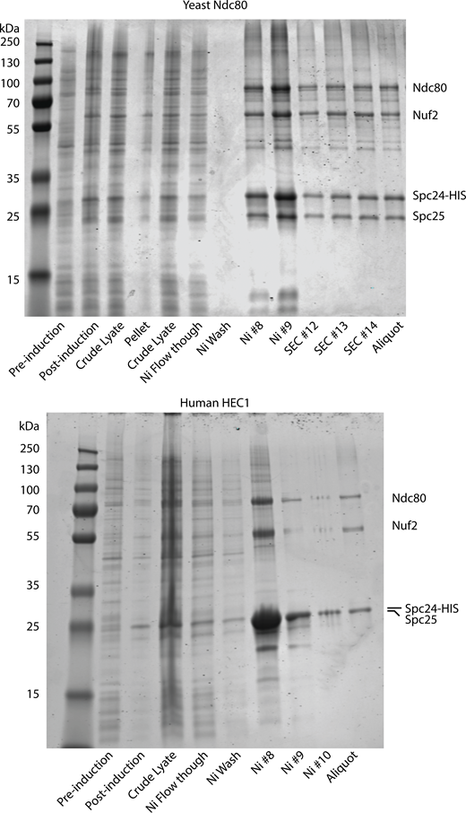 Coomassie-stained SDS-PAGE gels showing the recombinantly purified yeast and human Ndc80 complexes. Source data are available for this figure: SourceData FS5. SEC indicates fractions collected after size exclusion chromatography. Refer to the image caption for details.