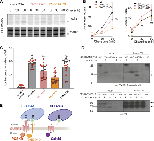 TMED10 is required for efficient PCSK9 export. (A) Radiolabeled pulse-chase of PCSK9 secretion. HEK-293TREx cells were transfected with the indicated siRNAs, and after 24 h were transfected with a plasmid expressing PCSK9-V5, then subjected to pulse-chase analysis the following day. (B) Protein secretion was quantified from three biological replicates. (C) SURF4/SEC24 double KO cells were transfected with the indicated siRNAs, then after 24 h co-transfected with SmBiT-SEC24A and LgBiT-SURF4 NanoBiT constructs. Luciferase luminescence values were normalised to WT. Triangles represent mean and error bars represent SD. For each NanoBiT experiment, six technical replicates were used in each of the three independent biological replicates, as indicated by differential coloring within superplots. Triangles represent the mean and error bars represent SD. (D) DSP-crosslinking co-immunoprecipitation of PCSK9-V5 and SP-HA-TMED10 WT, coiled-coil and GOLD domain deletion mutants. The indicated constructs were co-transfected in TMED10 KO cells (- means empty pcDNA3.1 vector was used). Cells were collected, treated with DSP and cleared lysates co-immunoprecipitated overnight. Antibody to detect TMED10 signal was against TMED10 cytosolic tail. (E) A cartoon model illustrating the two mechanisms by which SURF4 relays cargo recruitment to the inner COPII coat. Statistical tests were one-way ANOVA with Dunnett’s correction for multiple testing. Data distribution was assumed to be normal but this was not formally tested. ns = not significant, * = P value <0.033, ** = P value <0.002, *** = P value <0.0002. Source data are available for this figure: SourceData F3.