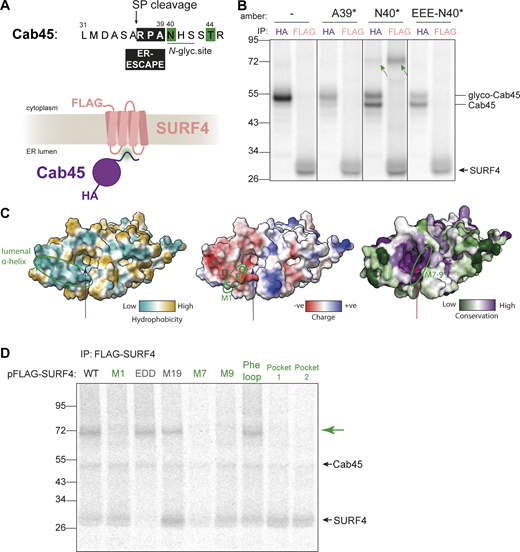 ER-ESCAPE binds a conserved lumenal pocket of SURF4. (A) N-terminal amino acid sequence of Cab45. Numbering indicates amino acid positions from the N-terminus, including SP. An ER-ESCAPE motif (black box) follows a signal peptide cleavage site (arrow), followed by a putative N-glycosylation site. Green shading shows positions that were crosslinked to SURF4. (B) A site-specific photo-crosslinking experiment showing the dependence of Cab45-SURF4 interaction on ER-ESCAPE. HA and FLAG IPs were performed on UV-crosslinked semi-permeabilized cells. Green arrows indicate crosslinked species recovered by both Cab45-HA and FLAG-SURF4 IPs. Presumed migration of Cab45 species and SURF4 are indicated. (C) ER lumenal views of SURF4 AF2 structure predictions showing hydrophobicity, surface charge, and conservation scores (left to right). The long arrow points to the predicted pocket for ER-ESCAPE binding, the small arrow indicates another, smaller putative pocket. A lumenal α-helix previously shown to bind CW motifs, and M7-9 regions are circled. (D) IVT and site-specific photo-crosslinking of Cab45-N40* to SURF4 and its mutants. HEK-293TREx SURF4 KO cells were transfected with the indicated FLAG-SURF4 constructs 24 h prior to IVT. Further sample processing was performed as in B. SURF4 mutants in green are those that did not produce a cross-link with SURF4 (indicated by green arrow), and mutants in grey produced a crosslink. Source data are available for this figure: SourceData F4.
