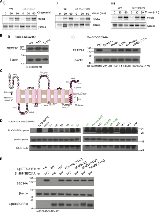 Figure S1. Refer to the image caption for details.