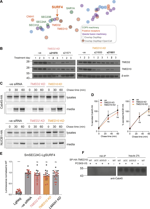 TMED2 and TMED10 do not participate in Cab45 or NUCB1 secretion. (A) Close-up view of the co-essentiality Browser’s neighborhood “ER-to-Golgi body transport”. Wainberg et al. (2021) visualized this co-essentiality by plotting strongly co-essential genes together, as determined by their generalized least squares method. Overlapping Depmap co-dependencies are outlined in grey and overlapping DepMap+OpenCell interactions have a grey grid added. (B) HEK-293TREx cells were treated with the indicated Silencer Select siRNAs for the indicated number of days, alongside a negative siRNA control. For each TMED treatment, lysates were blotted for both TMED2 and TMED10. Actin served as loading control. Conditions in bold were chosen for pulse-chase and NanoBiT experiments. (C) Radiolabeled pulse-chase of Cab45 and NUCB1. HEK-293TREx cells were transfected with the indicated siRNAs, then 24 h later transfected with a plasmid expressing Cab45-HA or NUCB1-HA, which were detected by pulse-chase and immunoprecipitation the following day. Protein secretion was quantified from autoradiographs following SDS-PAGE. Each pulse-chase experiment is representative of three biological replicates and is quantified in D. (E) SURF4/SEC24C double KO cells were transfected with the indicated siRNAs, then 24 h later were cotransfected with SmBiT-SEC24C and LgBiT-SURF4 NanoBiT constructs. Luciferase luminescence values were measured and normalized to WT. Triangles represent mean and error bars represent SD. (F) DSP-crosslinking co-immunoprecipitation of endogenous Cab45 from cells expressing SP-HA-TMED10 WT, coiled-coil, and GOLD domain deletion mutants. Statistical tests were one-way ANOVA with Dunnett’s correction for multiple testing. Data distribution was assumed to be normal but this was not formally tested. ns = not significant, **** = P value <0.0001. For each NanoBiT experiment, six technical replicates were used in each of the three independent biological replicates, as indicated by differential coloring within superplots. Triangles represent the mean and error bars represent SD. Source data are available for this figure: SourceData FS3.