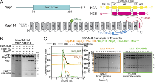Interactions between Kap114, Nap1, H2A-H2B, and RanGTP. (A) Organization schematics of the Nap1 (cyan), H2A (yellow), H2B (magenta), and Kap114 (gray, long loops labeled) polypeptides. (B) Pull-down assay with immobilized MBP-Kap114 (1 µM) ± equimolar Nap12 ± RanGTP. (C) SEC-MALS analysis of equimolar Kap114, Nap12, and H2A-H2B mixtures without (orange) and with RanGTP (green). Left panel: differential refractive index (dRI, left y-axis, thin lines) and molecular mass (kDa, right y-axis, thick lines) traces, with theoretical masses of the Kap114•H2A-H2B (K•H), Kap114/Nap12/H2A-H2B (K/N2/H), and Kap114/Nap12/H2A-H2B/RanGTP (K/N2/H/R) complexes marked with dashed lines. Right panels: Coomassie-stained SDS-PAGE of peak fractions. When RanGTP is absent, the presence of a minor peak that matches K•H suggests the likely presence of some free Nap1 oligomers. Controls in Figs. S1 and S2. Source data are available for this figure: SourceData F1. Refer to the image caption for details.