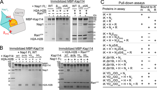 The Nap12β-hairpin and Kap114 h19loop are binding hotspots. (A) Pull-down assay with equimolar MBP-Kap114 (1 µM), Nap12 (WT, β-hairpin mutant βERQ (E288A/R290A/Q292A) or histone-binding site mutant α5/6mut (E194A/D201A/D205A), as indicated by schematic on the left) ± H2A-H2B ± RanGTP. Bounds proteins were visualized by Coomassie-stained SDS-PAGE. Controls in Fig. S4 C. (B) Kap114 h19loop mutants Δh19L (h19loop deleted), YDAA (Y939A/D942A), and DDAA (D928A/D929A) in pull-down assay as in A. (C) Summary of pull-down assays with immobilized MBP-Kap114 (iK). Source data are available for this figure: SourceData F3.