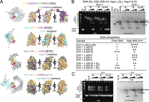 Kap114 and Nap12co-chaperone H2A-H2B in the absence of RanGTP. (A) Left, top to bottom: Structures of the nucleosome (1ID3), Nap12•H2A-H2B (5G2E), Kap114•H2A-H2B (8F0X), and Nap12•H2A-H2B•Kap114. Right panels, top to bottom: three views of the semi-transparent H2A-H2B surface with cartoon representation underneath, for the corresponding structures in the left panel. Binding interfaces (PDBePISA) are colored according to binding partners. Ovals highlight the H2B α1 helix, which is buried by Nap12 in Nap12•H2A-H2B and by Kap114 in Kap114•H2A-H2B, and very likely restricted in access by Nap12 in Nap12•H2A-H2B•Kap114. (B) DNA competition assays of DNA•H2A-H2B complex (D•H) added to Nap1 (N2), Kap114 (K), or Kap114+Nap12 mixture (K+N2), in the absence of RanGTP. Summary of DNA competition assay results as shown below. Samples were visualized using ethidium bromide- and Coomassie-stained native PAGE gels. (C) Similar assay as in B, but all proteins were assembled in complexes before the addition of DNA. Source data are available for this figure: SourceData F4.