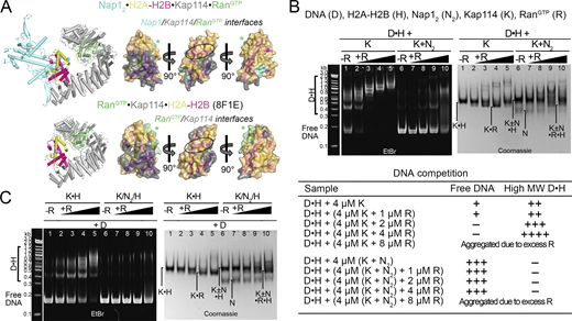 Kap114 and Nap12co-chaperone H2A-H2B in the presence of RanGTP. (A) Depicted as in Fig. 4 A, histone interaction interfaces in Nap12•H2A-H2B•Kap114•RanGTP and RanGTP•Kap114•H2A-H2B (8F1E). The green asterisks (*) indicate transient RanGTP-H2A-H2B contacts. H2B α1 (black oval) is likely inaccessible due to the proximity of Nap12 in Nap12•H2A-H2B•Kap114•RanGTP just like Nap12•H2A-H2B•Kap114; however, it is exposed in RanGTP•Kap114•H2A-H2B, likely explaining why histone is not effectively chaperoned in this complex. (B) DNA competition assays of DNA•H2A-H2B complex (D•H; 1 µM:4 µM) added to Kap114 (K) or Kap114+Nap12 mixture (K+N2), with a titration of RanGTP (concentrations indicated in the table of summary of results below. Samples were visualized using ethidium bromide- and Coomassie-stained native PAGE gels. (C) Similar assay as in B, but all proteins were assembled in complexes before the addition of DNA. Source data are available for this figure: SourceData F5.