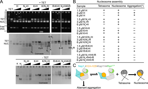 Nap12•H2A-H2B•Kap114•RanGTPeffectively deposits H2A-H2B on tetrasomes. (A) Nucleosome assembly assay: H2A-H2B (H) pre-mixed with increasing concentrations of Nap12 (N2) and/or Kap114 (K), without and with RanGTP (R), before the addition of ∼3–4 µM tetrasomes (TET; see Materials and methods). Samples were visualized using ethidium bromide- (top) and Coomassie-stained (middle) native PAGE gels. Nap12 allows nucleosome (NUC) formation while Kap114 inhibits it. Both RanGTP•Kap114•H2A-H2B and Nap12•H2A-H2B•Kap114•RanGTP form NUC effectively, but the former do not shield H2A-H2B from aggregation with DNA (white asterisks*). Bottom gel: control samples were without TET, where increasing the protein concentration did not affect mobility, indicating that protein complexes were stably formed at 1.5 µM. (B) Summary of protein concentrations and nucleosome assembly results. (C) Hypothetical model of how Nap12•H2A-H2B•Kap114•RanGTP promotes H2A-H2B transfer from Kap114 to assembling nucleosomes. The quaternary complex remains an effective chaperone of H2A-H2B and shields the bound histone from aberrant aggregation while the Kap114-bound RanGTP likely promotes histone release to the Kap114-bound Nap12, which can then effectively transfer H2A-H2B to tetrasomes to form nucleosomes. Source data are available for this figure: SourceData F6. Refer to the image caption for details.