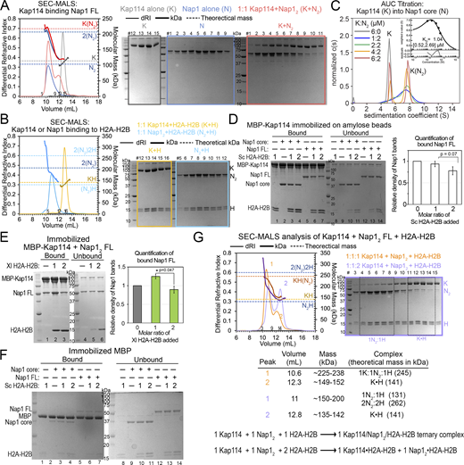 Biochemical analysis of interactions between Kap114, Nap1, and H2A-H2B. (A) SEC-MALS analysis of Nap1 FL (N; blue), Kap114 (K; gray), and a 1:1 mixture of both (red). Left panel: The differential refractive index (dRI) traces are plotted as thin lines (left y-axis) and the molecular mass (kDa) traces as thick lines (right y-axis). The theoretical masses of the indicated proteins are marked with dashed lines. Right panel, Coomassie-stained SDS-PAGE of peak fractions. Results: As previously reported, N alone formed tetramers with the apparent molecular mass of ∼200 kDa (elution volume ∼10.3 ml). K alone eluted at ∼12.5 ml with the expected apparent molecular mass ∼110 kDa. A 1:1 molar mixture of K and N2 formed a peak of ∼220 kDa that matches a K•N2 complex. The increase in DRI signal of the K+N2 compared to the N traces is consistent with incorporation of one K molecule. (B) SEC-MALS experiment for K (yellow) or N (cyan) binding to H2A-H2B (H) at the indicated molar ratios, plotted as in A. Results: K+H eluted with the expected molecular mass (elution volume ∼13 ml), whereas the N2+H mixture eluted at volumes that span molecular masses of 150–200 kDa, possibly due to a mixture of N2•H, N2•H2 and 2(N2•H) complexes. (C) AUC titration and binding isotherm (inset) of Kap114 (K; 5.2 S) into the Nap1 core dimer (N2) at the concentrations indicated. Molecular weight estimate, using the c(s) distribution of the most saturated 6:2 M ratio sample of the 7.9 S complex was 178 kDa, consistent with a K•N2 complex (theoretical molecular weight, 186 kDa). The isotherm was generated using a one-site binding model and fitting residuals are plotted below. The dissociation constant or KD is shown with the values in brackets representing a 95% confidence interval. (D) The full gel of one of the two binding assays shown in Fig. 1 B: 1 µM immobilized MBP-Kap114 and Nap12 core or FL ± 1 or 2 µM Sc H2A-H2B. Bound and unbound proteins after extensive washing were visualized by Coomassie-stained SDS-PAGE. Quantification of the average relative intensities of triplicate experiments of the bound FL Nap1, when normalized to the sample without H2A-H2B, is plotted with error bars that indicate standard deviation (SD). Unpaired, two-sided Student’s t test was performed. Data distribution was assumed to be normal but it was not formally tested. (E) Pull-down binding assay as in D, but with Xl H2A-H2B. Unlike Sc H2A-H2B, X. laevis (Xl) H2A-H2B increased Sc Nap1 association with Kap114, suggesting that different H2A-H2B homologs bind Sc Nap1 and Kap114 differently. Student t-test shows significant difference between 1 and 2 µM H2A-H2B samples, where less Nap1 was pulled down in the presence of excess H2A-H2B, suggesting destabilization of the ternary Kap114/Nap12/H2A-H2B complex. (F) Control pull-down experiment of 1 µM MBP (immobilized) and equimolar Nap12 ± H2A-H2B (1 or 2 M ratio). Background binding of Nap1 to the immobilized MBP was minimal. (G) SEC-MALS analysis of 1:1:1 (orange) or 1:1:2 (lilac) molar ratio K, N, and H mixtures, plotted as in A. Tabulated SEC-MALS results shown below. At 1:1:1 M ratio, most of the proteins assemble into a 1 Kap114/1 Nap12/1 H2A-H2B complex. There is a minor population of Kap114•H2A-H2B in peak 2, and thus there must be some excess Nap12 tetramers (∼200 kDa) in peak 1. When H2A-H2B is in excess; only Kap114•H2A-H2B, Nap12/H2A-H2B complexes formed, as the peak centers match the two traces in B. In summary, both pull-down assays and SEC-MALS analysis support that excess H2A-H2B destabilizes a 1:1:1 Kap114/Nap12/H2A-H2B ternary complex, dissociating it into binary Kap114•H2A-H2B and Nap12•H2A-H2B complexes. Ternary Kap114/Nap12/H2A-H2B interactions, such as in the cytoplasm, maybe most stable when all H2A-H2B heterodimers are adequately chaperoned. Source data are available for this figure: SourceData FS1.