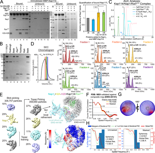 RanGTPinteraction with Kap114, Nap12, and H2A-H2B mixtures. (A) The full gel of one of the two binding assays shown in Fig. 1 B, which is also similar to assays in Fig. S1, D and E. MBP-Kap114 (1 µM) was immobilized with equimolar Nap12 FL ± Sc or Xl H2A-H2B ± RanGTP. Quantification of the Kap114-bound Nap1 band intensities from triplicate experiments is shown on the right. ** indicate P value <0.01. Student’s t test was performed two-tailed and unpaired. Data distribution was assumed to be normal but it was not formally tested. MBP-Kap114 pulled down more Nap1 when both H2A-H2B and RanGTP are present. This result is consistent with SEC-MALS data showing a smaller shoulder at the ∼12.2 ml peak of the Nap12•H2A-H2B•Kap114•RanGTP trace (green; likely due to Kap114•H2A-H2B) than in the Nap12•H2A-H2B•Kap114 trace (orange) in Fig. 1 C. (B) The same pull-down assay as in A, except 3 µM RanGTP was added after pre-assembly of the MBP-Kap114/Nap12/H2A-H2B (K:N2:H) complex and immobilization on beads. Individual steps of the binding assay are visualized by SDS-PAGE. The quaternary Kap114/Nap12/H2A-H2B/RanGTP complex formed regardless of the order of protein addition, and no Nap1 or H2A-H2B was dissociated by RanGTP. (C) AUC analysis of Kap114-Nap1 interaction in the presence of RanGTP. Plots of the c(s) distributions of unliganded proteins, Kap114 (K, 5.2 S), Nap12 core (N2, 4.9 S) and RanGTP (R, 2.1 S), and mixtures of the proteins with indicated molar ratios. The species corresponding to the individual peaks are labeled. RanGTP binding increased sedimentation coefficient similarly for unliganded Kap114 (K, 5.2 → K•R, 6.3S) and for Kap114•Nap12 (K•N2, 7.3 → N2•K•R, 8.3S). The Kap114•RanGTP and Nap12•Kap114•RanGTP complexes had estimated molecular weights of 138 and 206 kDa, respectively, consistent with equimolar complexes. (D) Left: SEC chromatogram of the Kap114/Nap12/H2A-H2B/RanGTP sample. Kap114, Nap12, H2A-H2B, and RanGTP were mixed in equimolar ratio and dialyzed overnight before mild crosslinking. Fractions 1–6 of the SEC chromatogram are colored red to purple, and the typical elution volume of a non-crosslinked complex that contains all four proteins is marked with a dotted line. Right: Mass photometry traces of each of the six SEC fractions, with mean masses (kDa) and relative populations (%) indicated above the fitted gaussian peaks, along with the likely protein or complex that correspond to the approximate masses. Fraction 3, most enriched with the complex containing Kap114, Nap12, H2A-H2B and RanGTP, was used for cryo-EM grid preparation. The largest (∼380–410 kDa) species in each of the six SEC fractions may contain crosslinked complexes of K/R/N2/H with K•R; such a large assembly was not observed in AUC or SEC-MALS analyses where the proteins were not crosslinked. (E) Particle distribution of cryo-EM data obtained for the quaternary Kap114/RanGTP/Nap12/H2A-H2B complex. Blob picking was used first and then the particles containing Kap114 and RanGTP were used for Topaz training. Topaz-picked particles were cleaned up and submitted for 3D reconstruction to obtain four maps. The population with density for H2A-H2B and Nap12 (albeit poor density) was used for non-uniform (NU; gray map; EMD-44151) and local refinement (cyan map; EMD-44150) to obtain the final maps. The maps were overlayed onto the final Nap12•H2A-H2B•Kap114•RanGTP structure (9B3I; in cyan•yellow-red•gray•green). Below is the consensus map colored by local resolution. (F) Phenix map-to-model FSC curves for the composite map (EMD-44141). (G) 3D angular distribution of the particles used for reconstruction. Left orientation is the same as in E. (H) Directional FSCs unmasked and masked by cryoSPARC refine mask, for the consensus map. Source data are available for this figure: SourceData FS2. Refer to the image caption for details.