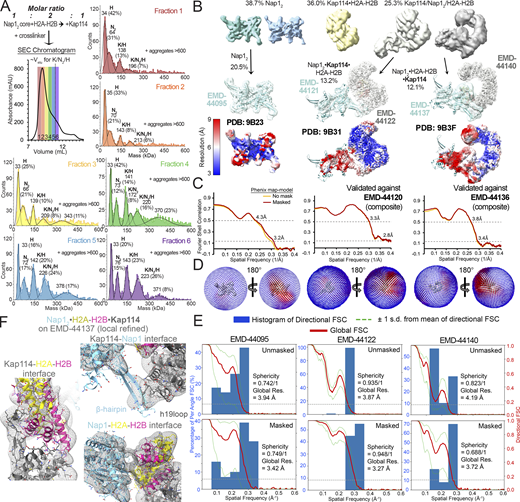 Cryo-EM analysis of the Kap114/Nap12/H2A-H2B ternary complexes. (A) Top left: Schematic of how the cryoEM sample was assembled with its SEC chromatogram below, with fractions 1–6 colored red to purple. The typical elution volume of an uncrosslinked complex of Kap114, Nap12, and H2A-H2B is ∼11 ml (dotted line). Each fraction was analyzed by mass photometry, and the data are plotted as in Fig. S2 D. Protein aggregates beyond 600 kDa were not displayed. Proteins in the ∼340–380 kDa peak may be crosslinked complexes of K/N2/H with K/H; such a large complex was not observed in AUC or SEC-MALS studies. Fraction 6, most enriched with the 1:1:1 Kap114:Nap12:H2A-H2B complex and has the least large aggregates, was used for cryo-EM grid preparation. (B) Distribution of the ∼1 million particles produced by the cryo-EM data: 38.7% are Nap12, 36.0% Kap114•H2A-H2B, and 25.3% ternary complex of Kap114/Nap12/H2A-H2B (see more statistics in Table S1). The small population of ternary complex is likely due to destabilization of the assembly by excess H2A-H2B as shown in Fig. S1. Ternary complex particles were classified into two evenly divided classes that produced two high-resolution maps and structures. Left to right: Final consensus maps for Nap12 (EMD-44095; cyan) overlayed with the final model (9B23; cyan), consensus (EMD-44122; gray) and local refined (EMD-44121; cyan) maps for Nap12•Kap114•H2A-H2B overlayed with the final model (9B31; cyan•gray•yellow-red), and consensus (EMD-44140; gray) and local refined (EMD-44137; cyan) maps for Nap12•H2A-H2B•Kap114 overlayed with the final model (9B3F; cyan•yellow-red•gray). Consensus maps are also shown below colored by local resolution. Nap12•Kap114•H2A-H2B resembles the Kap114•H2A-H2B structure (8F0X), with Nap12 contacting Kap114 h19loop via the β-hairpin. This structure may represent a ternary complex that is falling apart or it may be one configuration of a dynamic ternary complex ensemble. (C) Left to right: Phenix map-to-model FSC curves for the consensus map for Nap12, or the composite maps for Nap12•Kap114•H2A-H2B (EMD-44120) and Nap12•H2A-H2B•Kap114 (EMD-44136). (D) 3D angular distribution of the particles that were used for reconstructions of the consensus maps above. The left orientation is same as in B. (E) Directional FSCs unmasked and masked by cryoSPARC refine mask of the consensus maps above. (F) The Nap12•H2A-H2B•Kap114 structure overlayed onto the local refined map (gray mesh), zoomed into the Kap114-H2A-H2B, Kap114-Nap12 and Nap12-H2A-H2B interfaces.