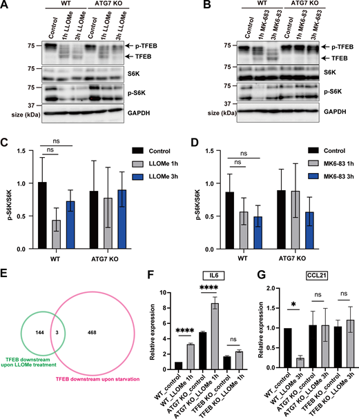 Regulatory mechanism and downstream targets of TFEB during lysosomal damage. (A and B) Representative immunoblots of TFEB, S6K, p-S6K, and GAPDH in WT or ATG7 KO HeLa cells treated with 1 mM LLOMe (A) or 100 μM MK6-83 (B) for the indicated times. (C and D) Quantification of image data of pS6K/S6K shown in A and B (n = 3 biologically independent samples). (E) Venn diagram showing the overlap between two DEGs: 471 genes were TFEB-dependent targets during starvation (pink circle), while 147 genes were TFEB-dependent targets under LLOMe treatment (green circle). Only three genes were regulated under both starvation and LLOMe treatment. (F and G) Quantification of the relative expression of IL-6, CCL21 by qPCR in WT, ATG7 KO, or TFEB KO HeLa cells under nontreated(control) or 1 mM LLOMe-treated conditions (n = 3 biologically independent samples). (C, D, F, and G) P values were determined by ANOVA with Tukey’s multiple comparison test; *P < 0.05, ****P < 0.0001. Source data are available for this figure: SourceData FS1.