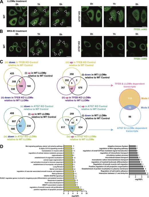 Identification of both ATG conjugation system–dependent and ATG conjugation system–independent TFEB regulation during lysosomal damage. (A and B) Representative snapshots of time-lapse imaging of TFEB::mNG in WT (left) and ATG7 KO (right) HeLa cells. Cells were treated with 1 mM LLOMe (A) or 100 μM MK-683 (B) for the indicated times. Arrowheads indicate nuclear-localized TFEB::mNG. (C) Venn diagram showing the overlap among five sets of DEGs: (1) down- or up-regulated genes in WT cells under LLOMe treatment relative to WT cells under control conditions (black circle), (2) down- or up-regulated genes in TFEB KO cells under LLOMe treatment relative to WT cells under LLOMe treatment (purple circle), (3) down- or up-regulated genes in TFEB KO cells under control conditions relative to WT cells under control conditions (yellow circle), (4) down- or up-regulated genes in ATG7 KO cells under LLOMe treatment compared with WT cells under LLOMe treatment (yellow-green circle), and (5) down- or up-regulated genes in ATG7 KO cells under control conditions compared with WT cells under control conditions (green circle). This analysis identified 147 genes as TFEB-dependent targets during lysosomal damage (pink circle) and 128 genes as ATG7-dependent targets during lysosomal damage (light blue circle). 115 genes were regulated by TFEB but not ATG7, corresponding to Mode I TFEB targets (orange). 32 genes were regulated by TFEB and ATG7, corresponding to Mode Il TFEB targets (blue). All DEGs are listed in Table S1. (D) GO enrichment analysis of Mode I and Mode II TFEB target genes using Metascape. The y- and x-axes show enriched terms and enrichment with the top biological process terms plotted according to −log10 P value, respectively. The numbers of genes in each terms are shown. Gene lists for each GO term are shown in Table S2. Scale bars, 20 µm (A and B).