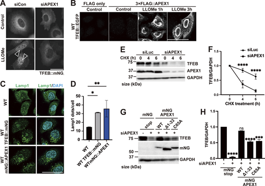 Identification of a Mode I regulator of TFEB during lysosomal damage. (A) Representative fluorescence images of HeLa cells stably expressing TFEB::mNG transfected with scrambled siRNA (si Con) or siAPEX1. Cells were either untreated (control) or treated with 1 mM LLOMe for 1 h. Arrowheads indicate nuclear-localized TFEB::mNG. (B) Results of the PLA using HeLa cells stably expressing TFEB::EGFP. The indicated plasmids were transiently transfected and were either nontreated (control) or treated with 1 mM LLOMe for 1 h or for 3 h followed by the PLA procedure. (C) Representative fluorescence images of lysosomes stained with an antibody against LAMP1 (green) in WT HeLa cells or WT HeLa cells stably expressing TFEB::mNG or mNG::APEX1 under nutrient conditions. (D) Quantification of the image data shown in C (n = 3 biologically independent samples). (E) Representative immunoblots of TFEB, APEX1, and GAPDH transfected with siLuc or siAPEX1. Cells were treated with cycloheximide for the indicated times (0 h: untreated control). (F) Quantification of immunoblot data shown in E (n = 3 biologically independent samples). (G) Representative immunoblots of TFEB, mNG, and GAPDH transfected with mNG::STOP or mNG::APEX1 (KD-resistant) WT or mNG::APEX1 mutants (KD-resistant) in APEX1 KD condition. (H) Quantification of immunoblot data shown in G (n = 3 biologically independent samples). (A–C) Scale bars, 50 µm. (D–H) P values were determined by one-way ANOVA with Tukey’s multiple comparison test; *P < 0.05, **P < 0.01, ***P < 0.001, ****P < 0.001. ANOVA, analysis of variance. siLuc, siLuciferase. Source data are available for this figure: SourceData F2.