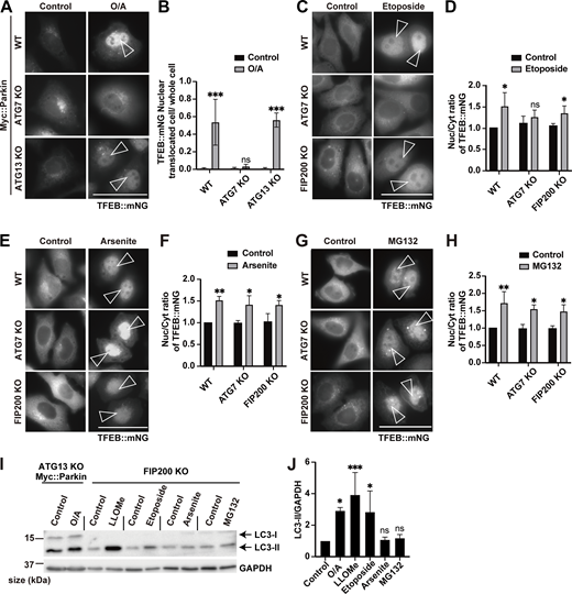 Various cellular stressors induce TFEB activation in either an ATG conjugation system–independent or an ATG conjugation system–dependent manner. (A) Representative fluorescence images of WT, ATG7 KO, and ATG13 KO HeLa cells stably expressing TFEB::mNG and Myc::Parkin, either untreated (control) or treated with O/A for 3 h. (B) Quantification of the image data shown in A (n = 3 biologically independent samples). (C) Representative fluorescence images of WT, ATG7 KO, and FIP200 KO HeLa cells stably expressing TFEB::mNG, either untreated (control) or treated with etoposide for 24 h. (D) Quantification of the image data shown in C (n = 3 biologically independent samples). (E) Representative fluorescence images of WT, ATG7 KO, and FIP200 KO HeLa cells stably expressing TFEB::mNG, either untreated (control) or treated with arsenite for 6 h. (F) Quantification of the image data shown in E (n = 3 biologically independent samples). (G) Representative fluorescence images of WT, ATG7 KO, and FIP200 KO HeLa cells stably expressing TFEB::mNG, either untreated (control) or treated with MG132 for 9 h. (H) Quantification of image data shown in G (n = 3 biologically independent samples). (I) Representative immunoblots of LC3B and GAPDH in ATG13 KO HeLa cells stably expressing Myc::Parkin or in FIP200 KO HeLa cells. Cells were either untreated (control) or treated with the indicated reagents. (J) Quantification of the image data shown in I (n = 3 biologically independent samples). The value of “Control” was defined as 1, and relative values compared with each control were calculated. (A, C, E, and G) Scale bars, 50 µm. (A, C, E, and G) Arrowheads indicate nuclear-localized TFEB::mNG. (B, D, F, H, and J) P values were determined by ANOVA with Tukey’s multiple comparison test; *P < 0.05, **P < 0.01, ***P < 0.005. Source data are available for this figure: SourceData F4. Refer to the image caption for details.