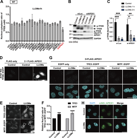 APEX1 is identified as a novel Mode I TFEB regulator. (A) Quantification of TFEB::mNG nuclear-translocated cells in WT HeLa cells stably expressing TFEB::mNG, transfected with scrambled siRNA (siCon) or the indicated siRNA. The cells were treated with 1 mM LLOMe for 1 h (n = 3 biologically independent samples). (B) Representative immunoblots of TFEB, p-TFEB (Ser211), APEX1, and GAPDH in WT HeLa cells under the indicated conditions. Cells were transfected with siLuc and siAPEX1. (C) Quantification of image data of p-TFEB (Ser211)/TFEB shown in B (n = 3 biologically independent samples). (D) Results of the PLA using ATG7 KO HeLa cells stably expressing TFEB::EGFP. The indicated plasmids were transiently transfected and were either untreated (control) or treated with 1 mM LLOMe for 1 h followed by the PLA. (E) Representative fluorescence images of WT HeLa cells transiently expressing TFE3::EGFP or MITF::EGFP, either untreated (control) or treated with 1 mM LLOMe for 3 h. (F) Quantification of image data shown in E (n = 3 biologically independent samples). The relative values of nuclear/cytoplasmic ratios of TFE3 or MITF::EGFP compared with the control are shown. (G) Results of the PLA in WT HeLa cells expressing TFE3::EGFP or MITF::EGFP. The indicated plasmids were transiently transfected and were either untreated (control) or treated with 1 mM LLOMe for 3 h followed by the PLA. (H) Representative fluorescence images of HeLa cells expressing mNG::APEX1 (green) and either untreated (control) or treated with 1 mM LLOMe for 1 h. (D, E, G, and H) Scale bars, 50 µm. (E) Arrowheads indicate nuclear-localized TFE3::EGFP or MITF::EGFP. (C and F) P values were determined by ANOVA with Tukey’s multiple comparison test (C) or t test (F); *P < 0.05, **P < 0.01, ***P < 0.001, ****P < 0.0001. Source data are available for this figure: SourceData FS3.