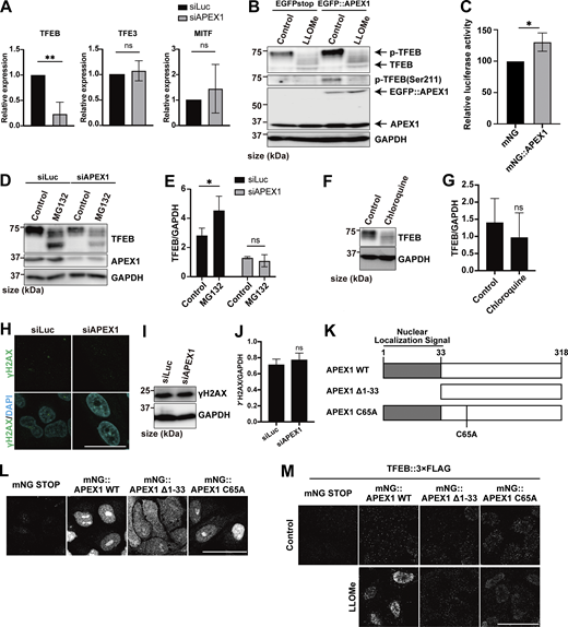 APEX1 is required for TFEB expression and stability. (A) Quantification of the relative expression of TFEB, TFE3, and MITF by qPCR in HeLa cells transfected with siLuc or siAPEX1 under nutrient conditions (n = 3 biologically independent samples). (B) Representative immunoblots of TFEB, p-TFEB (Ser211), APEX1, and GAPDH in WT HeLa cells transfected with EGFP stop (negative control) or EGFP::APEX1, either untreated (control) or treated with 1 mM LLOMe for 1 h. (C) Quantification of 2×CLEAR (TFEB RE)-luciferase reporter assays in HeLa cells stably expressing mNG or APEX1::mNG transfected under 1 mM LLOMe treatment for 3-h conditions (n = 3 biologically independent samples). (D) Representative immunoblots of TFEB, APEX1, and GAPDH in WT HeLa cells that were either untreated (control) or treated with MG132 for 3 h. Cells were transfected with siLuc or siAPEX1. (E) Quantification of the image data shown in D (n = 3 biologically independent samples). (F) Representative immunoblots of TFEB and GAPDH in WT HeLa cells treated with chloroquine for 4 h. Cells were transfected with siAPEX1. (G) Quantification of image data shown in F (n = 3 biologically independent samples). (H) Representative immunofluorescence images of HeLa cells stained using an antibody against endogenous γH2AX (green). Cells were transfected with siLuc or siAPEX1. (I) Representative immunoblots of γH2AX and GAPDH in WT HeLa cells that were transfected with siLuc or siAPEX1. (J) Quantification of image data shown in I (n = 3 biologically independent samples). (K) Schematic representation of APEX1 mutant constructs. (L) Representative fluorescence images of HeLa cells stably expressing mNG::APEX1 WT or mNG::APEX1 mutants. (M) Results of the PLA using WT HeLa cells stably expressing mNG::stop, mNG::APEX1 WT, or mNG::APEX1 mutants. Cells were transfected with siAPEX1. The indicated plasmids were transiently transfected and were either untreated (control) or treated with 1 mM LLOMe for 1 h followed by the PLA procedure. (H, L, and M) Scale bars, 50 μm. (E) P values were determined by ANOVA with Tukey’s multiple comparison test; *P < 0.05. (A and C) P values were determined by a t test; *P < 0.05, **P < 0.01. Source data are available for this figure: SourceData FS4.