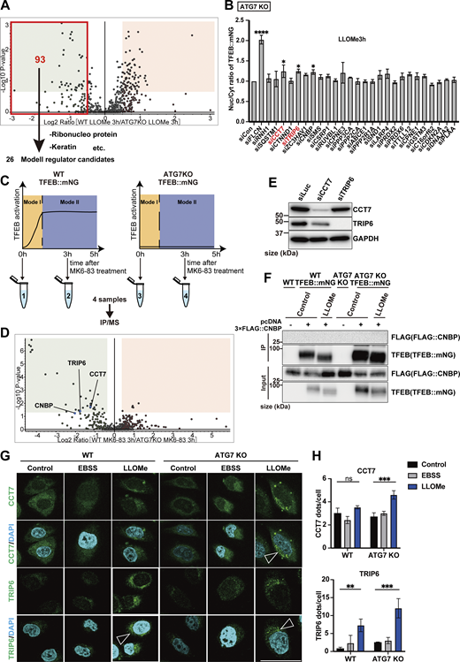 CCT7 and TRIP6 are identified as novel Mode II TFEB regulators. (A) Volcano plot of the proteins enriched in WT HeLa cells treated with LLOMe for 3 h relative to ATG7 KO HeLa cells treated with LLOMe for 3 h (n = 3 biologically independent samples). The red square indicates that the log2 ratio is less than −0.5. 93 proteins are potential Mode II regulators. (B) Quantification of TFEB::mNG nuclear-translocated cells in ATG7 KO HeLa cells stably expressing TFEB::mNG. Cells were transfected with scrambled siRNA (si Con) or the indicated siRNA and were treated with 1 mM LLOMe for 3 h (n = 3 biologically independent samples). (C) Strategy for interactome analysis of TFEB::mNG with or without MK6-83 treatment. WT or ATG7 KO HeLa cells stably expressing TFEB::mNG were collected at the indicated time points after MK6-83 treatment (0 h: untreated control), and subjected to IP/MS. (D) Volcano plot of the proteins enriched in WT HeLa cells treated with MK6-83 for 3 h relative to ATG7 KO HeLa cells treated with MK6-83 for 3 h (n = 3 biologically independent samples). (E) Representative immunoblots of CCT7, TRIP6, and GAPDH in WT HeLa cells, transfected with siLuc, siCCT7, or siTRIP6 to confirm knockdown efficiency. (F) Representative immunoblots of FLAG and TFEB in WT or ATG7 KO HeLa cells with or without stable TFEB::mNG expression. 3×FLAG::CNBP was transiently transfected, and cells were either untreated (control) or treated with 1 mM LLOMe for 3 h, followed by immunoprecipitation with an antibody against mNG. (G) Representative fluorescence images of antibody staining for CCT7 or TRIP6 (green) in WT or ATG7 KO HeLa cells under either untreated condition (control), starvation, or LLOMe for 3 h. The arrowheads show CCT7/TRIP6 dots. Scale bars, 50 µm. (H) Quantification of image data shown in G (n = 3 biologically independent samples). (B and H) P values were determined by ANOVA with Tukey’s multiple comparison test; *P < 0.05, **P < 0.01, ***P < 0.001. Source data are available for this figure: SourceData FS5.