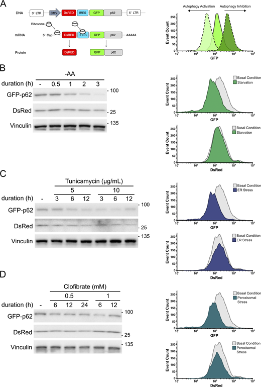 Generation of an autophagic flux reporter sensitive to differential autophagy-inducing stressors. (A) Schematic representation of the autophagic flux reporter DsRed and GFP-tagged p62. p62 is selectively incorporated into and degraded along with the autophagosomal membrane. Therefore, the level of GFP-p62, relative to DsRed, is inversely proportional to autophagic flux. Examples of autophagy activation and inhibition were demonstrated using the histogram in the right panel. (B) HEK293A reporter cell line was treated with starvation in time- and concentration-dependent manners. WB was used to examine DsRed and GFP-p62 signals. FACS was employed to investigate GFP and DsRed fluorescence of the reporter cells treated with amino acid–free media (-AA) for 3 h. Histograms were used to depict changes in GFP-p62 and DsRed levels. (C) Reporter cell line was incubated with tunicamycin in time- and concentration-dependent manners. DsRed and GFP-p62 were analyzed using WB. FACS was used to examine GFP and DsRed signals of the reporter cells exposed to tunicamycin (10 µg/ml) for 6 h. Histograms were used to depict changes in GFP-p62 and DsRed levels. (D) Reporter cells were incubated with clofibrate in time- and concentration-dependent manners. DsRed and p62 levels were examined using WB. FACS was employed to investigate GFP and DsRed fluorescence of the reporter cells treated with clofibrate (1 mM) for 6 h. Histograms were used to depict changes in GFP-p62 and DsRed levels. Source data are available for this figure: SourceData F1. Refer to the image caption for details.