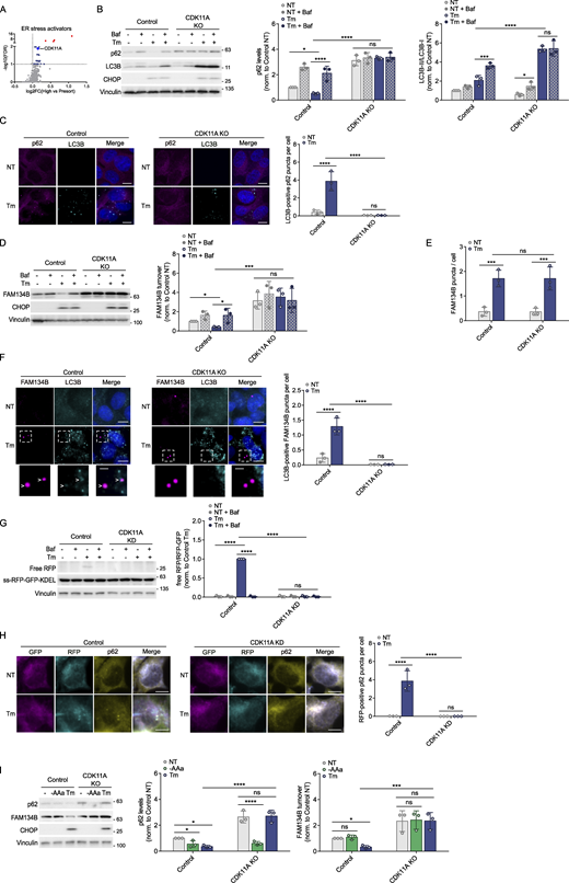 CDK11A activates ER-phagy. (A) CDK11A is represented as a prominent blue dot on the volcano plot. Red dots on the graph denote common regulators across all four conditions. (B) Control and CDK11A KO HEK293A cells were treated with tunicamycin (10 µg/ml) for 6 h in the presence or absence of Baf. Levels of p62 and LC3B were analyzed using WB. The effectiveness of tunicamycin was assessed through CHOP analysis. (C) Control and KO cells were incubated with tunicamycin (10 µg/ml) for 6 h p62 and LC3B puncta were visualized and quantified by IF. Scale bars, 10 µM. (D) Control and KO cells were treated with tunicamycin in the presence or absence of Baf. FAM134B levels were then examined using WB. (E) Indicated cells were incubated with tunicamycin for 6 h. FAM134B puncta were quantified by IF. (F) Control and KO cells were incubated with tunicamycin for 6 h. FAM134B and LC3B puncta were visualized and quantified by IF. White arrows depict LC3B and FAM134B colocalization. Scale bars, 10 µM. Scale bars for the magnification images, 2.5 µM. (G) Control and CDK11A KD HCT116 cells stably expressing the ss-RFP-GFP-KDEL reporter were incubated with tunicamycin (10 µg/ml) for 6 h in the presence or absence of Baf. ER-phagy was assessed through the processing of ss-RFP-GFP-KDEL. (H) Control and CDK11A KD cells containing ER-phagy reporter KDEL were treated with tunicamycin (10 µg/ml) for 6 h. GFP, RFP, and p62 signals were visualized and quantified by IF. Scale bars, 10 µM. (I) Control and KO HEK293A cells were incubated with either acute amino acid starvation (1.5 h, -AAa) or tunicamycin (10 µg/ml, 6 h). Whole-cell lysates were immunoblotted using the antibodies indicated. Unless otherwise indicated, experiments were performed three times. Data are represented as means ± SDs, and P values were determined by two-way ANOVA. *P ≤ 0.1; **P ≤ 0.01; ***P ≤ 0.001; ****P ≤ 0.0001; ns, not significant. Source data are available for this figure: SourceData F3.