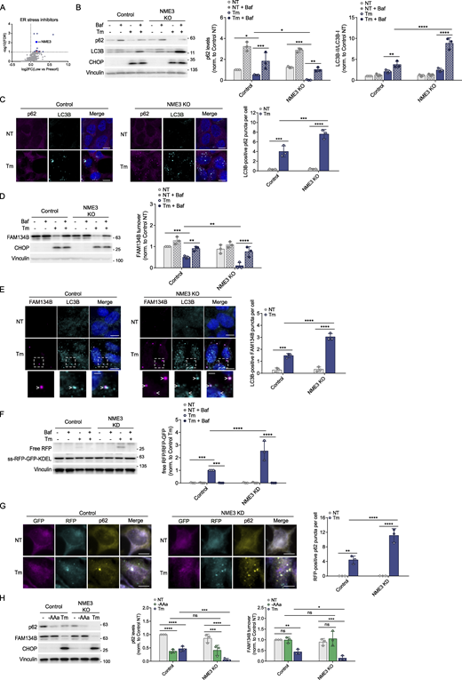 NME3 inhibits ER-phagy. (A) NME3 is represented as a prominent blue dot on the volcano plot. Red dots on the graph denote common regulators across all four conditions. (B) Control and NME3 KO HEK293A cells were treated with tunicamycin (10 µg/ml) for 6 h in the presence or absence of Baf. Changes in p62 and LC3B levels were analyzed using WB. The effectiveness of tunicamycin was assessed through CHOP analysis. (C) Control and KO cells were incubated with tunicamycin (10 µg/ml) for 6 h. p62 and LC3B puncta were visualized and quantified by IF. Scale bars, 10 µM. (D) Control and KO cells were treated with tunicamycin in the presence or absence of Baf. FAM134B signaling was then examined using WB. (E) Indicated cells were incubated with tunicamycin. FAM134B and LC3B puncta were visualized and quantified by IF. White arrows depict LC3B and FAM134B colocalization. Scale bars, 10 µM. Scale bars for the magnification images, 2.5 µM. (F) Control and NME3 KD HCT116 cells stably expressing the ss-RFP-GFP-KDEL reporter were incubated with tunicamycin (10 µg/ml) for 6 h in the presence or absence of Baf. ER-phagy was assessed through the processing of ss-RFP-GFP-KDEL. (G) Control and NME3 KD cells expressing ER-phagy reporter KDEL were treated with tunicamycin (10 µg/ml) for 6 h. GFP, RFP, and p62 signals were visualized and quantified by IF. Scale bars, 10 µM. (H) Control and KO HEK293A cells were incubated with either acute amino acid starvation (1.5 h, -AAa) or tunicamycin (10 µg/ml, 6 h). Whole-cell lysates were immunoblotted using the antibodies indicated. Unless otherwise indicated, experiments were performed three times. Data are represented as means ± SDs, and P values were determined by two-way ANOVA. *P ≤ 0.1; **P ≤ 0.01; ***P ≤ 0.001; ****P ≤ 0.0001; ns, not significant. Source data are available for this figure: SourceData F4.