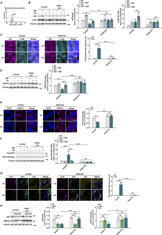 PAN3 activates pexophagy. (A) PAN3 is represented as a prominent teal dot on the volcano plot. Red dots on the graph denote common regulators across all four conditions. (B) Control and PAN3 KO HEK293A cells were treated with clofibrate (1 mM) for 6 h in the presence or absence of Baf. Changes in p62 and LC3B levels were analyzed using WB. (C) Control and KO cells were incubated with clofibrate (1 mM) for 6 h. p62 and LC3B puncta were visualized and quantified by IF. Scale bars, 10 µM. (D) Control and KO cells were treated with clofibrate in the presence or absence of Baf. WB was then used to examine the pexophagy receptor, PMP70. (E) Indicated cells were incubated with clofibrate. PMP70 signal was visualized and quantified by IF. Scale bars, 10 µM. (F) Control and PAN3 KD HCT116 cells stably expressing the RFP-GFP-SKL reporter were incubated with clofibrate (1 mM) for 6 h in the presence or absence of Baf. Pexophagy was assessed through the processing of RFP-GFP-SKL. (G) Control and PAN3 KD cells expressing pexophagy reporter SKL were treated with clofibrate (1 mM) for 6 h. GFP, RFP, and p62 signals were visualized and quantified by IF. Scale bars, 5 µM. (H) Control and KO HEK293A cells were incubated with either acute amino acid starvation (1.5 h, -AAa) or clofibrate (1 mM, 6 h). Whole-cell lysates were immunoblotted using the antibodies indicated. Unless otherwise indicated, experiments were performed three times. Data are represented as means ± SDs, and P values were determined by two-way ANOVA. *P ≤ 0.1; **P ≤ 0.01; ***P ≤ 0.001; ****P ≤ 0.0001; ns, not significant. Source data are available for this figure: SourceData F5. Refer to the image caption for details.