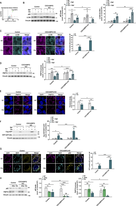 CDC42BPG inhibits pexophagy. (A) CDC42BPG is represented as a prominent teal dot on the volcano plot. Red dots on the graph denote common regulators across all four conditions. (B) Control and CDC42BPG KO HEK293A cells were treated with clofibrate (1 mM) for 6 h in the presence or absence of Baf. Changes in p62 and LC3B levels were analyzed using WB. (C) Control and KO cells were incubated with clofibrate (1 mM) for 6 h. p62 and LC3B puncta were visualized and quantified by IF. Scale bars, 10 µM. (D) Control and KO cells were treated with clofibrate in the presence or absence of Baf. WB was then used to examine the pexophagy receptor, PMP70. (E) Indicated cells were incubated with clofibrate. PMP70 signal was visualized and quantified by IF. Scale bars, 10 µM. (F) Control and CDC42BPG KD HCT116 cells stably expressing the RFP-GFP-SKL reporter were incubated with clofibrate (1 mM) for 6 h in the presence or absence of Baf. Pexophagy was assessed through the processing of RFP-GFP-SKL. (G) Control and CDC42BPG KD cells expressing pexophagy reporter SKL were treated with clofibrate (1 mM) for 6 h. GFP, RFP, and p62 signals were visualized and quantified by IF. Scale bars, 5 µM. (H) Control and KO HEK293A cells were incubated with either acute amino acid starvation (1.5 h, -AAa) or clofibrate (1 mM, 6 h). Whole-cell lysates were immunoblotted using the antibodies indicated. Unless otherwise indicated, experiments were performed three times. Data are represented as means ± SDs, and P values were determined by two-way ANOVA. *P ≤ 0.1; **P ≤ 0.01; ***P ≤ 0.001; ****P ≤ 0.0001; ns, not significant. Source data are available for this figure: SourceData F6.