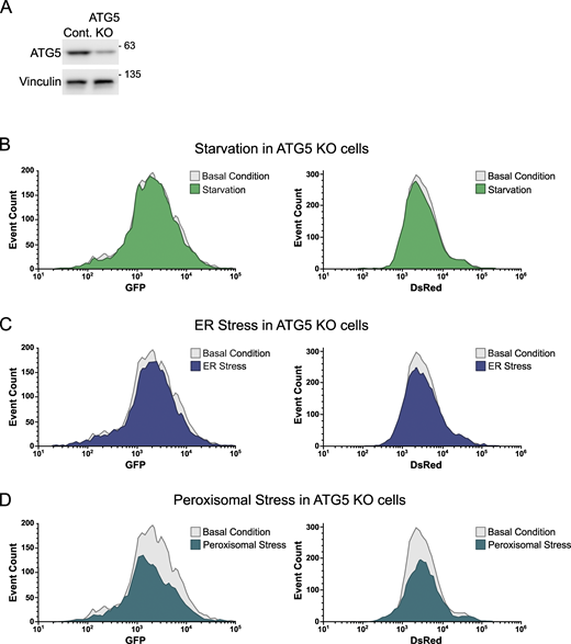 Analysis of autophagy flux in ATG5 KO cells. (A) ATG5 KO efficiency was examined by WB. (B–D) HEK293A reporter cells were transduced with viruses carrying sgRNA targeting ATG5. These cells were then treated with amino acid–free media for 3 h (B), tunicamycin (10 µg/ml) for 6 h (C), or clofibrate (1 mM) for 6 h (D). Next, they were examined using FACS. Histogram overlays compare either GFP or DsRed signals of the treated ATG5 KO reporter cells with those signals of the untreated ATG5 KO ones. Source data are available for this figure: SourceData FS1. Refer to the image caption for details.