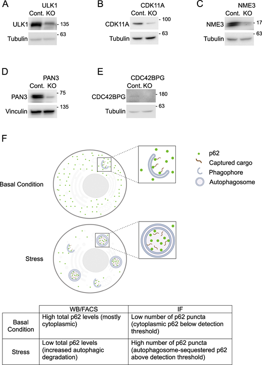 Depletion efficiency of KO cells. (A–E). Whole-cell lysates of polyclonal KO cells were immunoblotted for the levels of depleted proteins using the antibodies indicated. (F) Diagram and table illustrating p62 patterns detected through WB, IF, or FACS approaches. Source data are available for this figure: SourceData FS4.