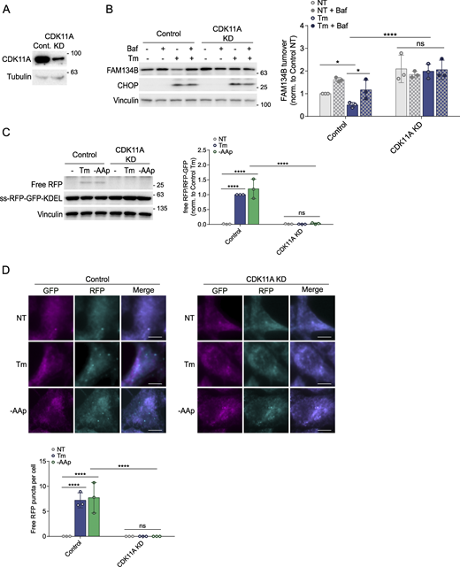 Validation of CDK11A role in ER-phagy regulation using the ss-RFP-GFP-KDEL approach. (A) CDK11A KD efficiency was examined by WB. (B) Control and CDK11A KD HCT116 cells stably expressing the ss-RFP-GFP-KDEL reporter were incubated with tunicamycin (10 µg/ml) for 6 h in the presence or absence of Baf. FAM134B levels were then examined using WB. (C and D) Control and KD ER-phagy reporter cells were incubated with tunicamycin (10 µg/ml) or prolonged amino acid starvation (-AAp) for 6 h. The processing of ss-RFP-GFP-KDEL was analyzed by WB (C) or visualized by IF (D). Scale bars, 10 µM. Unless otherwise indicated, experiments were performed three times. Data are represented as means ± SDs, and P values were determined by two-way ANOVA. *P ≤ 0.1; **P ≤ 0.01; ***P ≤ 0.001; ****P ≤ 0.0001; ns, not significant. Source data are available for this figure: SourceData FS5. Refer to the image caption for details.