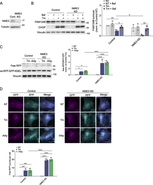 Validation of NME3 role in ER-phagy regulation using the ss-RFP-GFP-KDEL approach. (A) NME3 KD efficiency was examined by WB. (B) Control and NME3 KD HCT116 cells stably expressing the ss-RFP-GFP-KDEL reporter were incubated with tunicamycin (10 µg/ml) for 6 h in the presence or absence of Baf. FAM134B levels were then examined using WB. (C and D) Control and KD ER-phagy reporter cells were incubated with tunicamycin (10 µg/ml) or prolonged amino acid starvation (-AAp) for 6 h. The processing of ss-RFP-GFP-KDEL was analyzed by WB (C) or visualized by IF (D). Scale bars, 10 µM. Unless otherwise indicated, experiments were performed three times. Data are represented as means ± SDs, and P values were determined by two-way ANOVA. *P ≤ 0.1; **P ≤ 0.01; ***P ≤ 0.001; ****P ≤ 0.0001; ns, not significant. Source data are available for this figure: SourceData FS6.