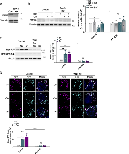 Validation of PAN3 role in pexophagy regulation using the RFP-GFP-SKL approach. (A) PAN3 KD efficiency was examined by WB. (B) Control and PAN3 KD HCT116 cells stably expressing the RFP-GFP-SKL reporter were incubated with clofibrate (1 mM) for 6 h in the presence or absence of Baf. PMP70 levels were then examined using WB. (C and D) Control and KD pexophagy reporter cells were incubated with clofibrate (1 mM, 6 h) or Torin1 (Tor, 200 nM, 24 h). The processing of RFP-GFP-SKL was analyzed by WB (C) or visualized by IF (D). Scale bars, 5 µM. Unless otherwise indicated, experiments were performed three times. Data are represented as means ± SDs, and P values were determined by two-way ANOVA. *P ≤ 0.1; **P ≤ 0.01; ***P ≤ 0.001; ****P ≤ 0.0001; ns, not significant. Source data are available for this figure: SourceData FS7.