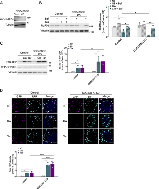 Validation of CDC42BPG role in pexophagy regulation using the RFP-GFP-SKL approach. (A) CDC42BPG KD efficiency was examined by WB. (B) Control and CDC42BPG KD HCT116 cells stably expressing the RFP-GFP-SKL reporter were incubated with clofibrate (1 mM) for 6 h in the presence or absence of Baf. PMP70 levels were then examined using WB. (C and D) Control and KD pexophagy reporter cells were incubated with clofibrate (1 mM, 6 h) or Torin1 (Tor, 200 nM, 24 h). The processing of RFP-GFP-SKL was analyzed by WB (C) or visualized by IF (D). Scale bars, 5 µM. Unless otherwise indicated, experiments were performed three times. Data are represented as means ± SDs, and P values were determined by two-way ANOVA. *P ≤ 0.1; **P ≤ 0.01; ***P ≤ 0.001; ****P ≤ 0.0001; ns, not significant. Source data are available for this figure: SourceData FS8.
