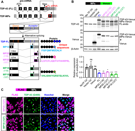 Shortened TDP-43 isoforms suppress endogenous TDP-43 expression. (A) Schematic representation of alternative splicing isoforms of TARDBP. Black or gray boxes indicate coding or untranslated regions, respectively. The pale gray box with a dotted outline represents the region that becomes exon 7 through alternative splicing. Orange and blue lines indicate alternative donor and acceptor sites, respectively. Alternative splicing of TARDBP generates TDP-MPs by excluding part of exon 6 from the TDP-FL, resulting in unique C-terminal sequences (light blue, purple, or green circle with red outlines). The red box marks the siRNA target site specific to TDP-FL. (B) WB analysis of HEK293T cells overexpressing TDP-MPs fused to Venus (MPs-Venus). Quantification of endogenous TDP-FL (FL-endo) levels is normalized to β-actin (n = 3 for each group). Controls include no transfection (NoTF Ctr) and empty vector (Vector Ctr). Data represent the mean ± SEM. Statistical significance was evaluated using one-way ANOVA followed by Dunnett’s test. *P < 0.05, **P < 0.01, and ***P < 0.001 compared with the NoTF Ctr group. (C) Immunocytochemical images of HeLa cells overexpressing FLAG-tagged MP20 (127) or MP18 (127) (FLAG-MPs). Endogenous TDP-43 was detected using an antibody against Gly400 (G400), absent in MPs (green). FLAG (magenta) and Hoechst (blue). Arrowheads indicate FLAG-positive cells. Scale bars: 20 μm. Source data are available for this figure: SourceData F1.
