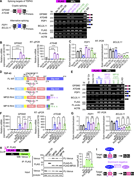Characterization of dominant-negative TDP-43 isoforms. (A) Schematic representation of RT-PCR analysis for TDP-43–associated cryptic splicing targets (GPSM2 and ATG4B) and alternative splicing events (PDP1 and BCL2L11). Representative RT-PCR results from HEK293T cells overexpressing FLAG-MPs. TDP-FL KD was used as a positive control for CE inclusion and splicing exon inclusion (PDP1) or exclusion (BCL2L11). (B) RT-qPCR analysis of CE inclusion in GPSM2 and ATG4B transcripts in cells expressing FLAG-MPs. ACTB was used for normalization (n = 3 for each group). nd, not detected. (C) Ratios of exon inclusion to exon exclusion for PDP1 and BCL2L11 transcripts were determined via RT-PCR (n = 3 for each group) in cells expressing FLAG-MPs. (D) Schematic representation of TDP-FL, MP20, MP18, and their RRM domain mutants (Rmt). (E) Representative RT-PCR results of the TDP-43–associated splicing targets in HEK293T cells overexpressing FLAG-Rmt isoforms. (F) RT-qPCR analysis of CE inclusion in GPSM2 and ATG4B transcripts in cells expressing FLAG-Rmt isoforms. ACTB was used for normalization (n = 3 for each group). (G) Ratios of exon inclusion to exon exclusion for PDP1 and BCL2L11 transcripts in cells expressing FLAG-Rmt isoforms (n = 3 for each group). (H) Co-IP analysis of FLAG-MPs and TDP-FL fused to Venus (FL-Venus) in HEK293T cells. FLAG IP was performed, and Venus levels were normalized to FLAG signals (n = 3 for each group). (I) Proposed model of dominant-negative effects exerted by TDP-MP20 on splicing regulation. In B and C, data were analyzed using one-way ANOVA followed by Dunnett’s test. In F, G, and H, data were analyzed using one-way ANOVA followed by Tukey’s test. Error bars represent mean ± SEM. *P < 0.05, **P < 0.01, and ****P < 0.0001. Gly-rich, glycine-rich region; NLS, nuclear localization signal. Source data are available for this figure: SourceData F2. Refer to the image caption for details.