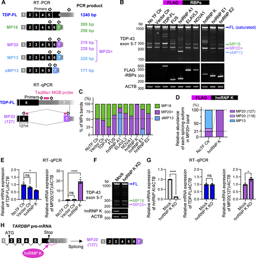 ALS pathophysiology–associated RBPs induce the production of a dominant-negative splicing isoform of TARDBP. (A) Schematic representation of alternative splicing isoforms of TARDBP and corresponding PCR product sizes. Black-framed arrows indicate the primer locations used for RT-PCR analysis of exons 5–7. For RT-qPCR, TaqMan MGB probes (magenta boxes) and primer sets specifically targeting TDP-FL or MP20 (127) transcripts are shown. (B) Representative RT-PCR results of TARDBP splicing in HEK293T cells overexpressing FLAG-RBPs, including ALS-causative RBPs (TDP-FL, FUS, and hnRNP A1), neuron-specific RBPs (ELAVL3 and NOVA1), and RBPs associated with ALS pathophysiology (hnRNP K, hnRNP E1, and hnRNP E2). A schematic of the sMP13 isoform is also provided in Fig. S1 F. (C) Quantification of MP20+ band ratios from B based on RT-PCR analysis. The band intensities were quantified from three independent experiments. (D) Relative proportions of MP20+ isoforms determined through sequencing analysis of PCR bands in cells with or without FLAG-hnRNP K overexpression. Analysis included 19 cloned colonies per condition. Dashed lines indicate the MP20+ proportion observed in the NoTF control. (E) RT-qPCR analysis of TDP-FL and MP20 (127) mRNA levels in HEK293T cells overexpressing FLAG-hnRNP K. Data are normalized to ACTB expression (n = 3 for each group). (F) Representative RT-PCR images of TARDBP splicing in HEK293T cells with hnRNP K KD. (G) RT-qPCR quantification of hnRNP K, TDP-FL, and MP20 (127) mRNA levels in hnRNP K KD cells. Data are normalized to ACTB expression (n = 3 for each group). Statistical analyses were performed using one-way ANOVA followed by Dunnett’s test (E) or Welch’s t test (G). All graphs display mean ± SEM. *P < 0.05 and ****P < 0.0001. (H) Schematic illustrating how hnRNP K promotes the splicing of TARDBP to generate the MP20 (127) isoform. Source data are available for this figure: SourceData F3.