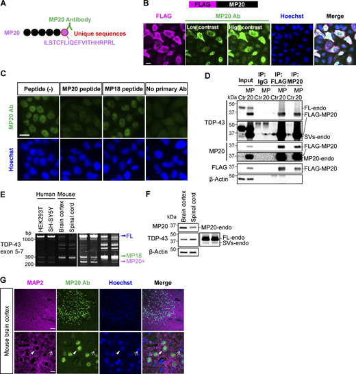 Quality evaluation of a polyclonal antibody against endogenous TDP-MP20. (A) Schematic representation of MP20 antibody (MP20 Ab) recognizing a unique C-terminal peptide sequence of MP20. (B) Immunocytochemistry results showing FLAG-MP20 overexpression in HeLaS3 cells. MP20 Ab (green), FLAG (magenta), and Hoechst (blue). Scale bar: 20 μm. (C) Immunocytochemistry showing MP20-endo staining in HeLaS3 cells, using a peptide-absorbed MP20 Ab (green) and Hoechst (blue). MP18 peptide served as a negative control. Scale bar: 20 μm. (D) IP analysis of FLAG-MP20–overexpressing HEK293T cells using FLAG or MP20 Ab. An anti-IgG Ab was used as a negative control. Endogenous TDP-43 SVs (SVs-endo) include cleaved FL-endo and variants derived from short isoforms. (E) RT-PCR results comparing TARDBP splicing patterns in human cell lines (HEK293T and SH-SY5Y), adult mouse (11 mo old, male) brain cortex, and spinal cord. (F) WB analysis of MP20 expression in adult mouse (22 mo old, male) brain cortex and spinal cord. (G) Fluorescent immunostaining of adult mouse (22 mo old, male) brain cortex, stained with MP20 (green), MAP2 (magenta), and Hoechst (blue). Arrowheads and arrows denote MAP2-positive and MAP2-negative cells, respectively. Scale bar: 50 μm (upper panel), 10 μm (lower panel). Source data are available for this figure: SourceData F4. Refer to the image caption for details.