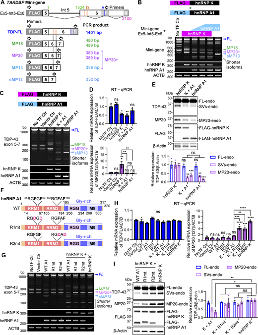hnRNP A1 inhibits the effect of hnRNP K on the alternative splicing of TARDBP. (A) Schematic representation of the mini-gene containing TARDBP exon 5 to exon 6 (1–2,100 nt) (mini-gene Ex5-Int5-Ex6) and the spliced PCR product length. Black-framed arrows indicate the primer locations for FLAG amplification to exon 7 of TARDBP. Exons and intron 5 (Int 5) are shown as white boxes with black lines, while the pale gray box with a dotted line represents the region that becomes exon 7 through alternative splicing. Orange and blue lines represent alternative donor (D) and acceptor (A) sites, respectively. (B) RT-PCR images showing TARDBP mini-gene splicing in cells overexpressing FLAG-hnRNP K and FLAG-hnRNP A1 at different doses. (C and D) RT-PCR images of endogenous TARDBP splicing (C) or RT-qPCR analysis of TDP-FL and MP20(127) mRNA levels (D) in HEK293T cells co-overexpressing FLAG-hnRNP K and FLAG-hnRNP A1. (E) WB analysis of HEK293T cells co-overexpressing FLAG-hnRNP K and FLAG-hnRNP A1. (F) Schematic diagram of hnRNP A1 RRM1 or RRM2 domain mutants (R1mt and R2mt). (G) RT-PCR images of endogenous TARDBP splicing in HEK293T cells coexpressing FLAG-hnRNP A1 mutants (R1mt or R2mt) with or without FLAG-hnRNP K. (H) RT-qPCR analysis of TDP-FL and MP20 (127) mRNA expression levels. In D and H, data are normalized to ACTB. Statistical analyses were performed using one-way ANOVA followed by Tukey’s test (n = 3 for each group). (I) WB analysis of HEK293T cells co-overexpressing FLAG-hnRNP A1 RRM domain mutants (R1mt or R2mt) and FLAG-hnRNP K. In E and I, quantification of relative expression levels of FL-endo, SVs-endo, and MP20-endo is shown (n = 3 for each group). Data are normalized to β-actin, and statistical analyses were performed using one-way ANOVA followed by Tukey’s test (E) or Dunnett’s test (I). All graphs show the mean ± SEM. *P < 0.05, **P < 0.01, ***P < 0.001, and ****P < 0.0001. Gly-rich, glycine-rich region; RGG, arginine-glycine-glycine repetitive region. Source data are available for this figure: SourceData F7. Refer to the image caption for details.