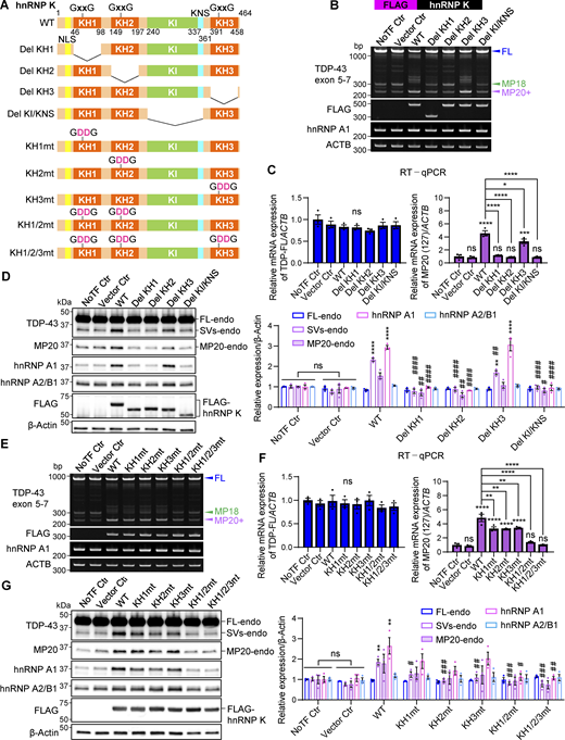 The induction of endogenous TDP-MP20 expression by hnRNP K correlates with that of hnRNP A1. (A) Schematic representation of hnRNP K with KH or KI/KNS domain deletion (Del KH, Del KI/KNS) or with KH domain mutations (KHmt). (B and C) RT-PCR images of TARDBP splicing (B) or RT-qPCR analysis of TDP-FL and MP20 (127) mRNA expression levels (C) in HEK293T cells overexpressing hnRNP K deletion mutants. (D) WB of HEK293T cells overexpressing deletion mutants of hnRNP K. (E and F) RT-PCR images of TARDBP splicing (E) or RT-qPCR analysis of TDP-FL and MP20 (127) mRNA expression levels (F) in HEK293T cells overexpressing KHmts. In C and F, data are normalized to ACTB. Statistical analyses were performed using one-way ANOVA followed by Tukey’s test. (G) WB of HEK293T cells overexpressing KHmts. In D and G, quantification of the relative expression of FL-endo, SVs-endo, MP20-endo, hnRNP A1, and hnRNP A2/B1 is shown, respectively. Data are normalized to β-actin. Statistical analyses were performed using one-way ANOVA followed by Tukey’s test (n = 3 for each group). All graphs show the mean ± SEM. *P < 0.05, **P < 0.01, ***P < 0.001, and ****P < 0.0001 compared with the NoTF Ctr group, and #P < 0.05, ##P < 0.01, ###P < 0.001, and ####P < 0.0001 compared with the WT hnRNP K group. NoTF Ctr, nontransfected control; NLS, nuclear localization signal. Source data are available for this figure: SourceData F8.