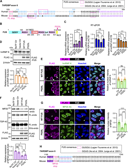 ALS-associated mutant FUS exhibits a restricted capacity to suppress the expression of hnRNP K and MP20. (A) Comparison of sequences downstream of the FL-stop in exon 6 529–585 in TARDBP between humans and mice. Annotated with FL-stop (magenta), GU-rich (light blue), and AU-rich region (purple), respectively. Magenta lines and square box indicate the FUS-binding consensus reported previously. (B) Schematic representation of the FUS with P525L mutation. (C) RT-qPCR analysis of relative mRNA expression of MP20 (127), TDP-FL, and hnRNP K in HEK293T cells overexpressing FLAG-FUS. Data are normalized to ACTB. Statistical analyses were performed using one-way ANOVA followed by Tukey’s test (n = 3 for each group). (D) WB of HEK293T cells overexpressing FLAG-FUS. Quantification of relative expression of hnRNP K (n = 3 for each group). (E) Immunocytochemistry of HeLaS3 cells overexpressing FLAG-FUS. HnRNP K (green), FLAG (magenta), and Hoechst (blue). Arrowheads or arrows indicate FLAG-positive or FLAG-negative cells, respectively. Scale bar: 10 μm. Quantification of the fluorescence intensity of nuclear hnRNP K in FLAG-FUS–positive cells (right). (F) WB of HEK293T cells overexpressing FLAG-FUS. Quantification of relative expression of MP20-endo (n = 3 for each group). In D and F, data are normalized to β-actin. Statistical analyses were performed using one-way ANOVA followed by Tukey’s test. (G) Immunocytochemistry of HeLaS3 cells overexpressing FLAG-FUS. MP20 (green), FLAG (magenta), and Hoechst (blue). Arrowheads or arrows indicate FLAG-positive or FLAG-negative cells, respectively. Scale bar: 10 μm. Quantification of the fluorescence intensity of nuclear MP20 in FLAG-FUS–positive cells (right). In E and G, a total of 100 FLAG-positive and 100 FLAG-negative cells per group were analyzed. Fluorescence signals were normalized to the average intensity of 200 FLAG-negative cells. Statistical analysis was performed using Welch’s t test. (H) Comparison of sequences downstream of the MP20 stop codon in exon 6 1,198–1,246 in TARDBP between humans and mice. Annotated with MP20 stop codon (magenta) and GU-rich (light blue), respectively. The magenta lines and square box indicate the FUS-binding consensus reported previously. All graphs show the mean ± SEM. *P < 0.05, **P < 0.01, ***P < 0.001, and ****P < 0.0001. Ab, antibody; RMM, RNA recognition motif; ZnF, zinc finger; NES, nuclear export signal; NLS, nuclear localization signal; QSYG, glutamine-glycine-serine-tyrosine-rich domain. Source data are available for this figure: SourceData F9.